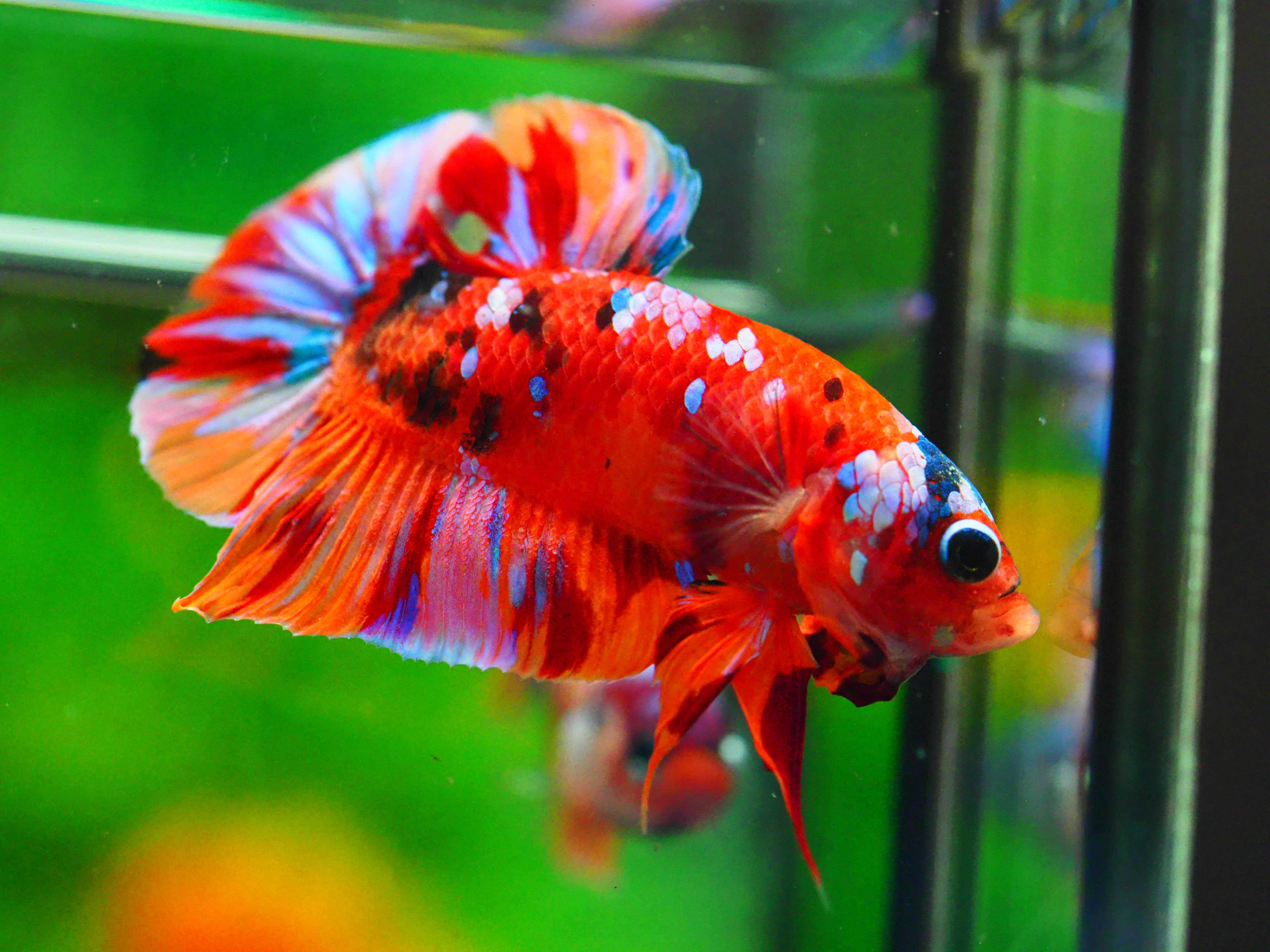 HMPK NONE GALAXY MALE GRADE A +++