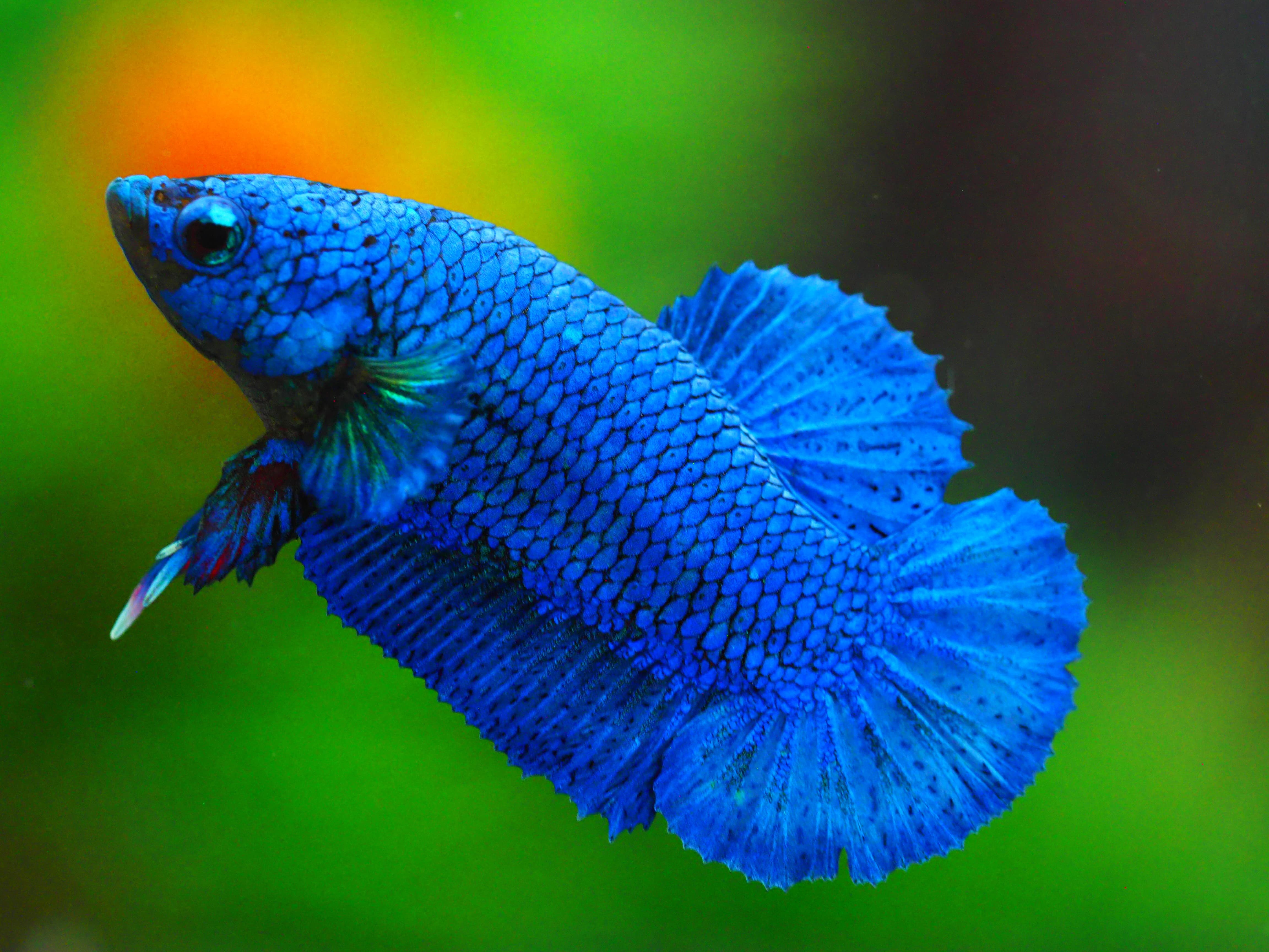 HMPK FANCY MALE GRADE A +++