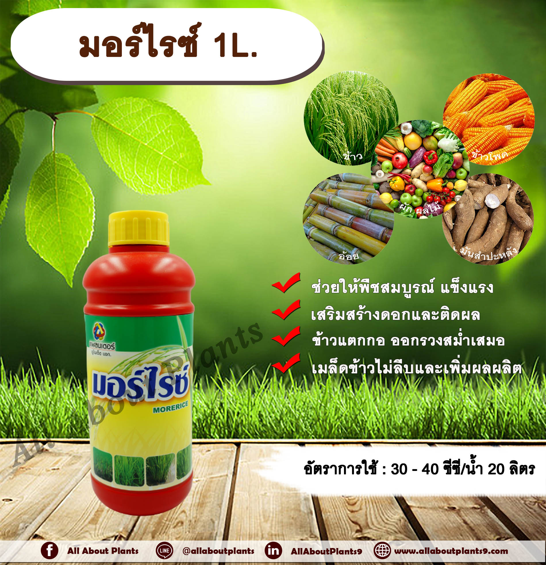 มอร์ไรซ์ 1L. ปุ๋ยเคมีน้ำ ธาตุอาหารรอง ธาตุอาหารเสริม ฮอร์โมนพืช พืชสมบูรณ์ แข็งแรง สร้างดอก ติดดอก ติดผล ผลดก แตกกอ ข้าวแตกกอ รวงเยอะ เมล็ดเต่ง ข้าวเต่ง เมล็ดไม่ลีบ เพิ่มผลผลิต allaboutplants ชิ้น