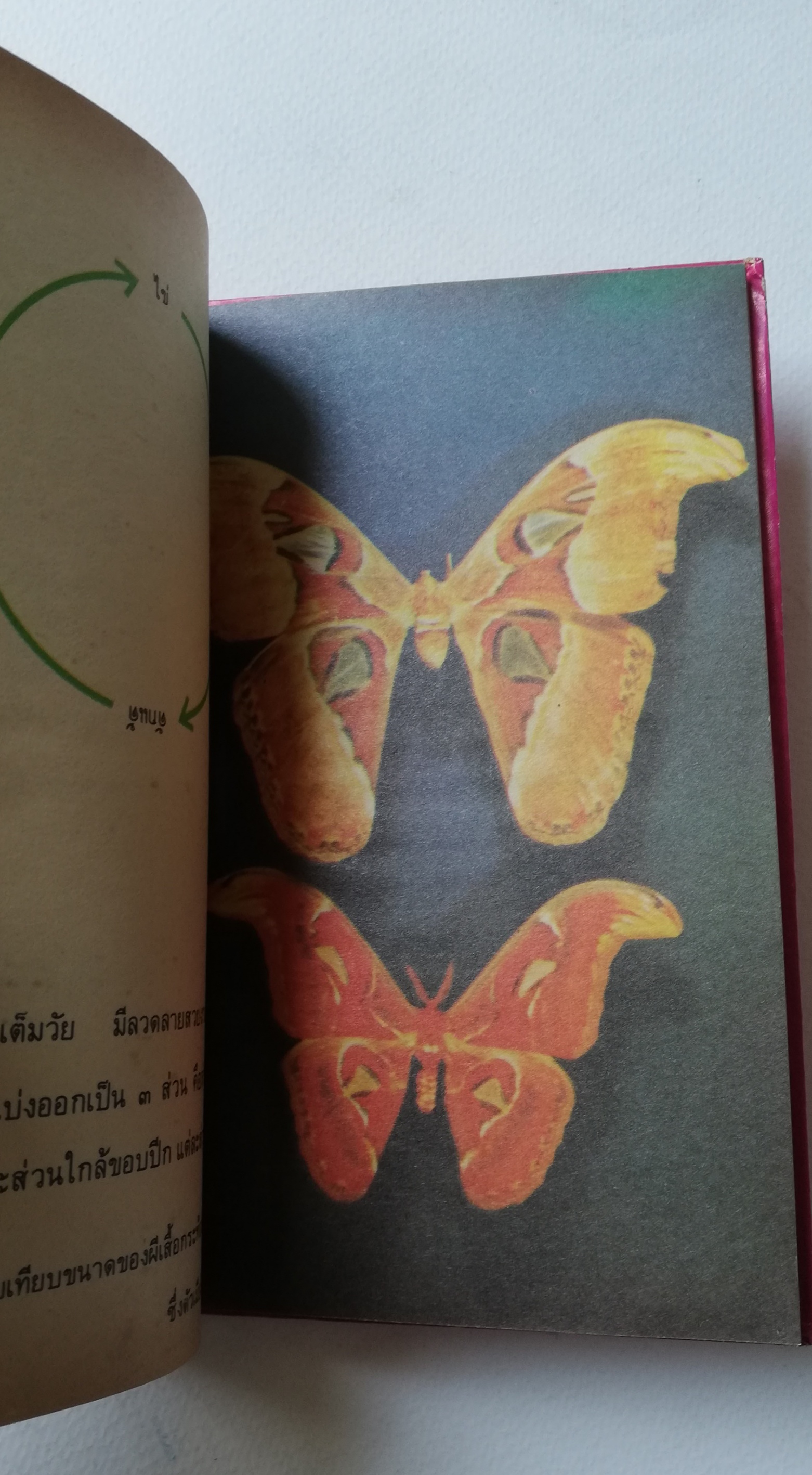 มีหลายภาพ, หน้าแรกมีตำหนิ ตามภาพ หนังสือเล่มเล็ก หนังสือชุดความรู้ไทยขององค์การค้าคุรุสภา ,ผีเสื้อแสนสวย พิมพ์ครั้งที่ 2 ปี 2527