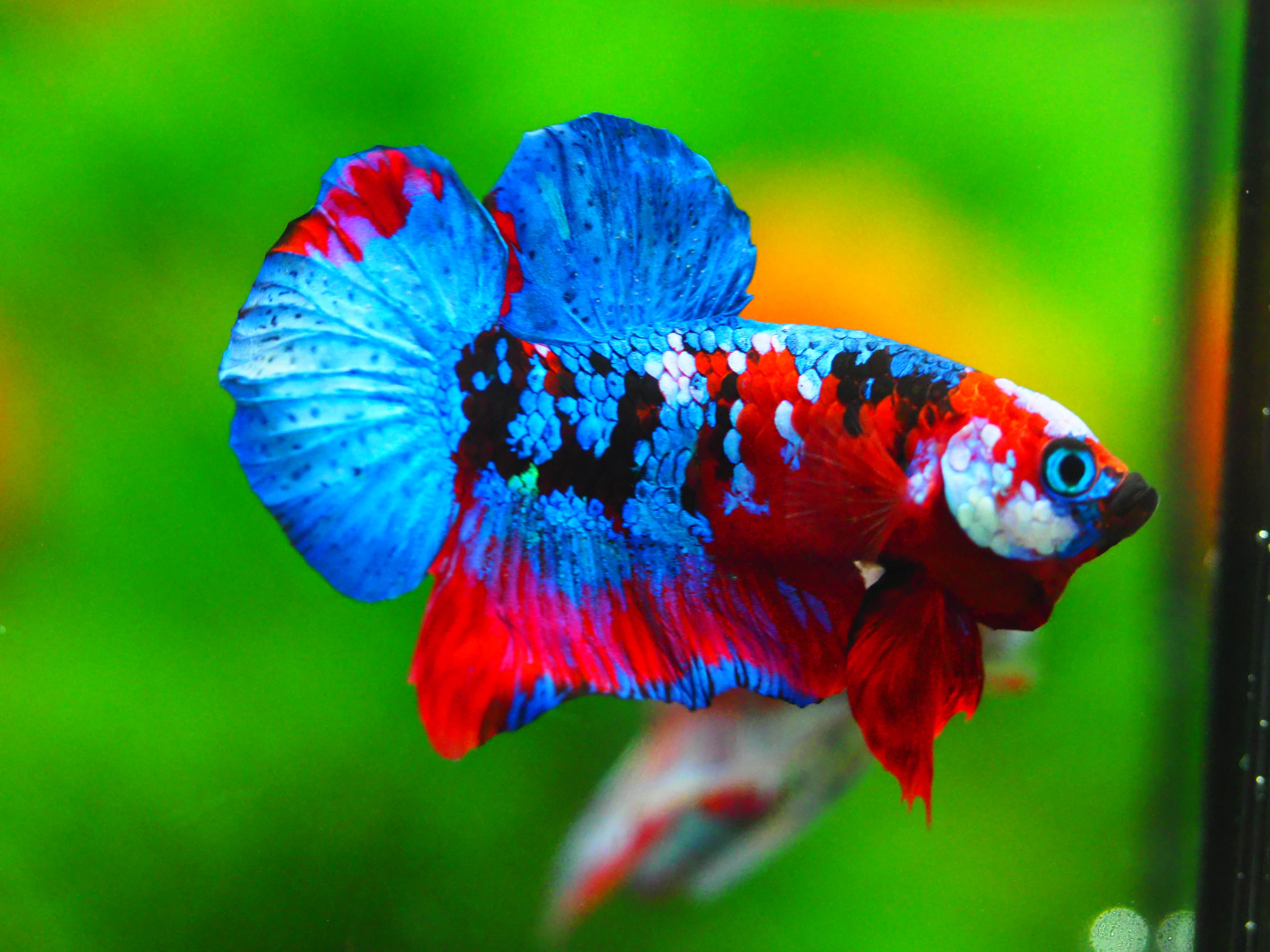 HMPK KOI GALAXY MALE GRADE A +++