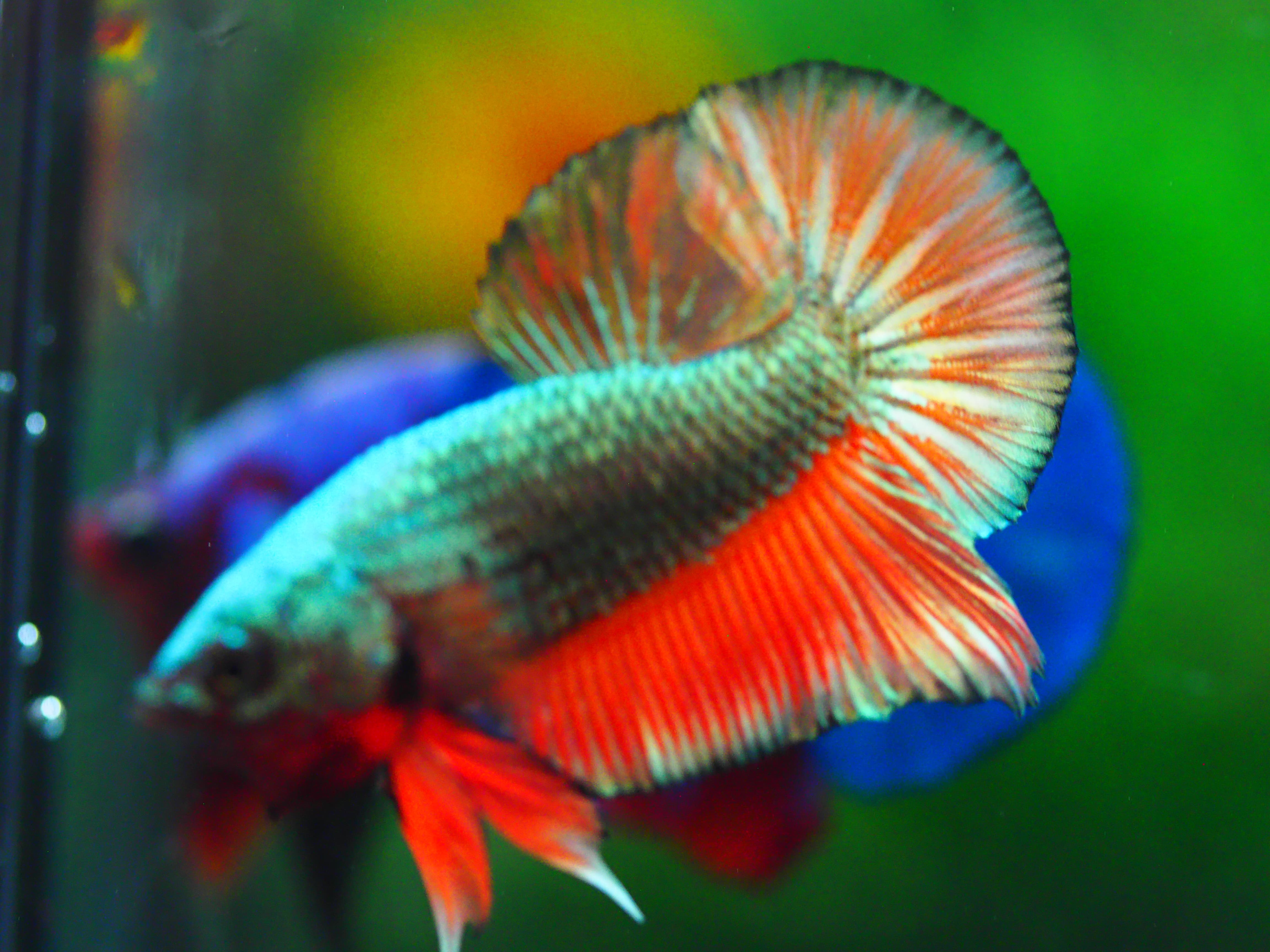 HMPK COPPER FANCY MALE GRADE A +++