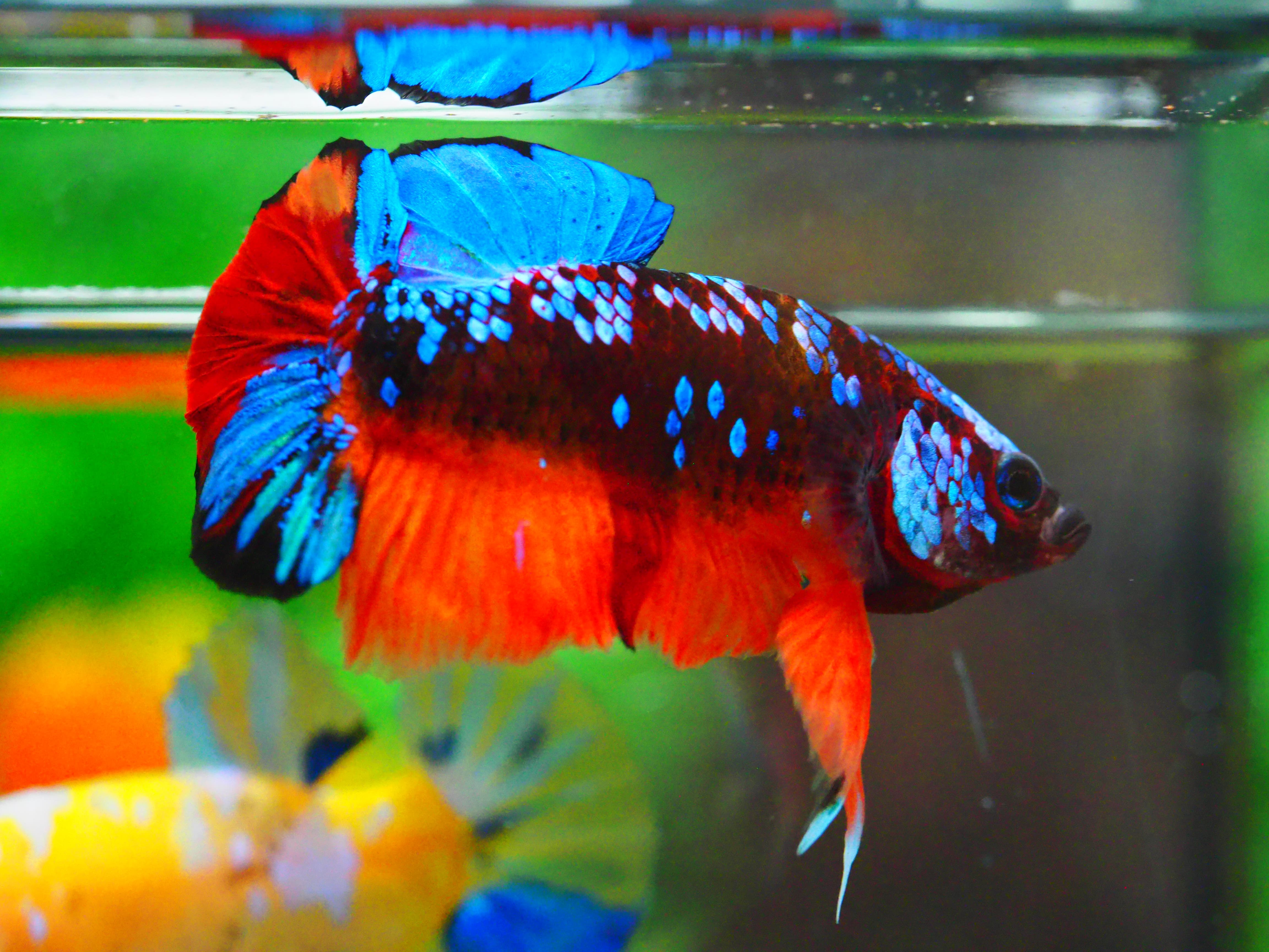 HMPK KOI GALAXY MALE GRADE A +++