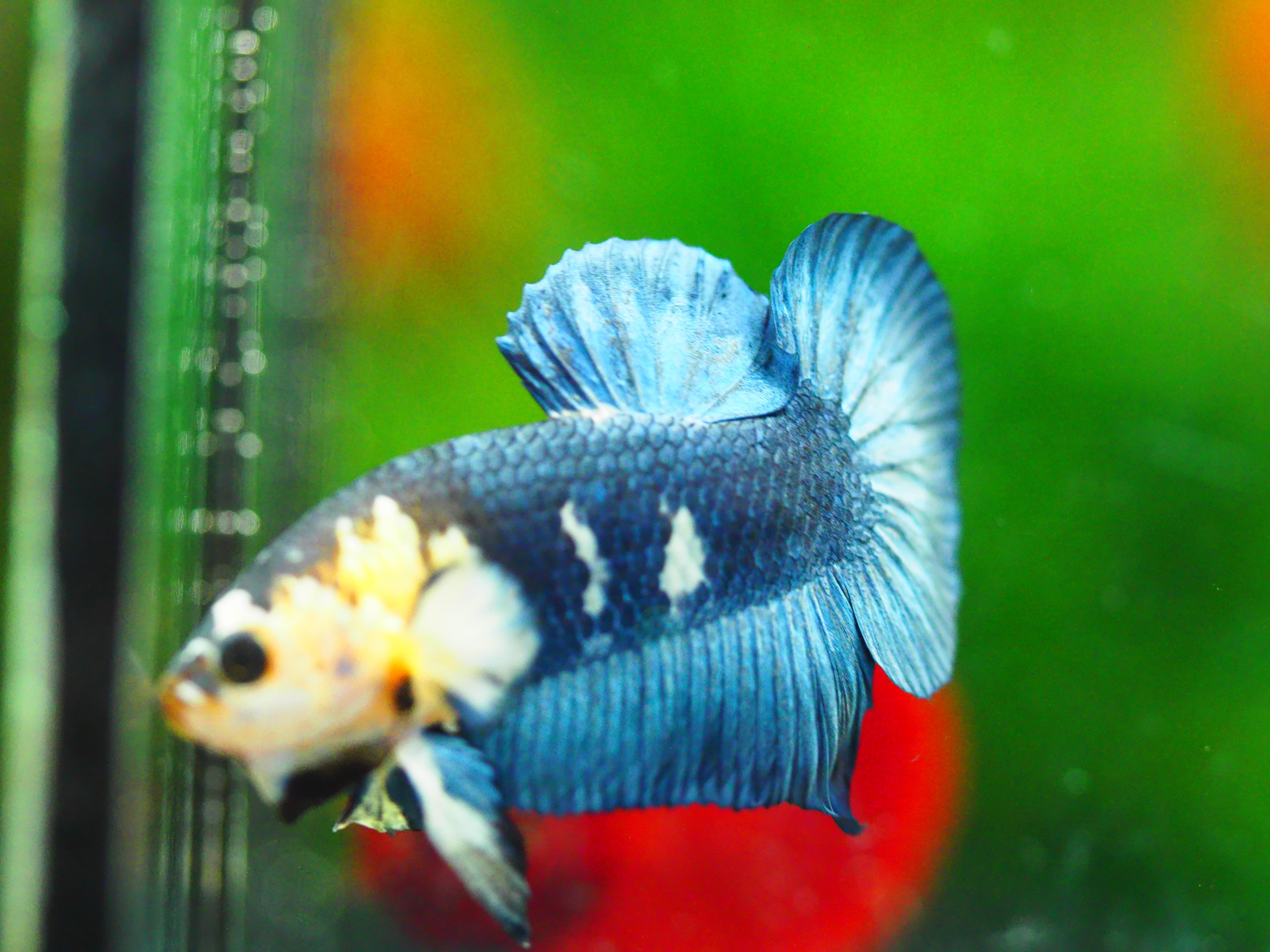 HMPKFANCY MALE GRADE A +++