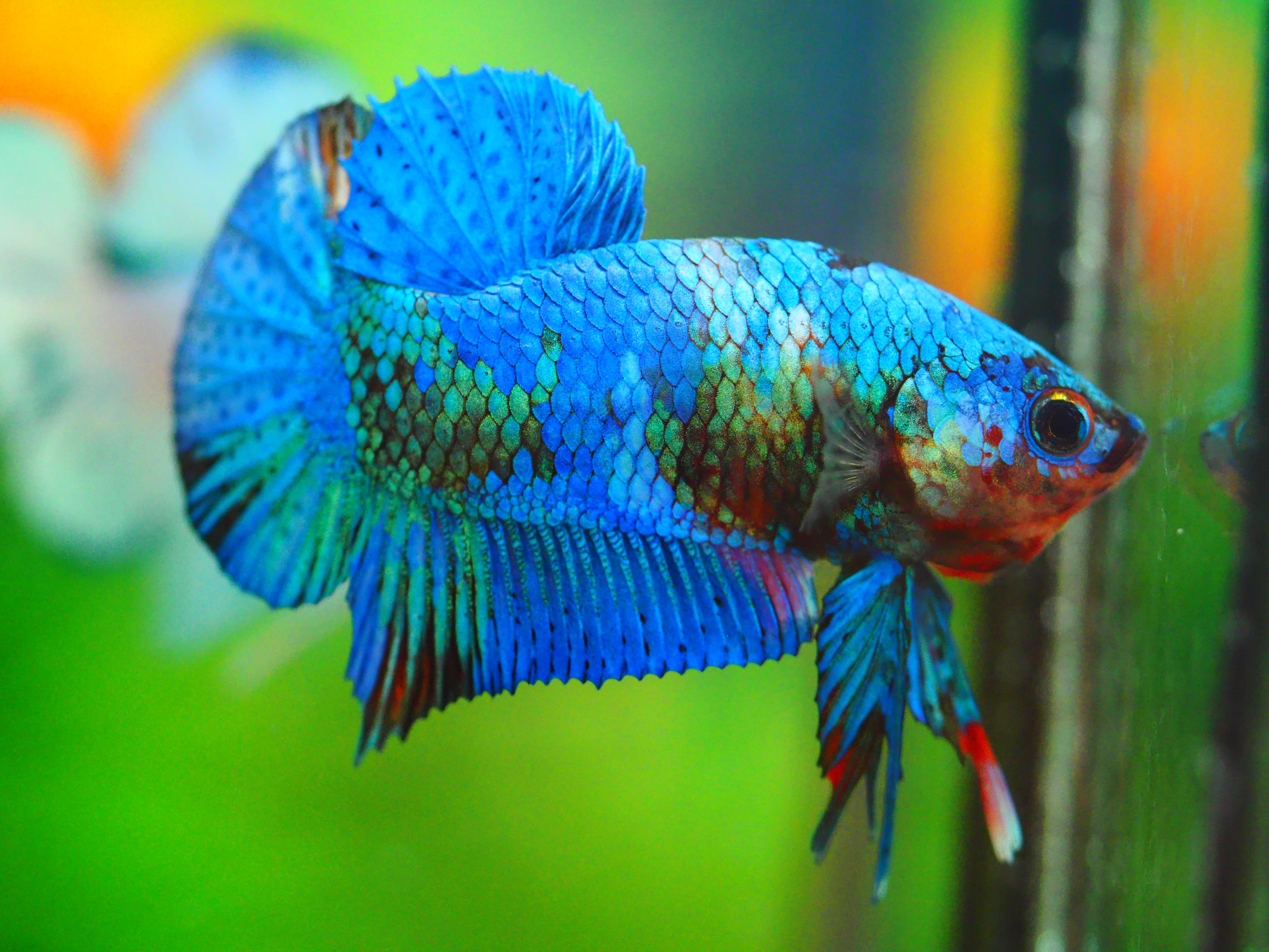 HMPK KOI FANCY MALE GRADE A +++