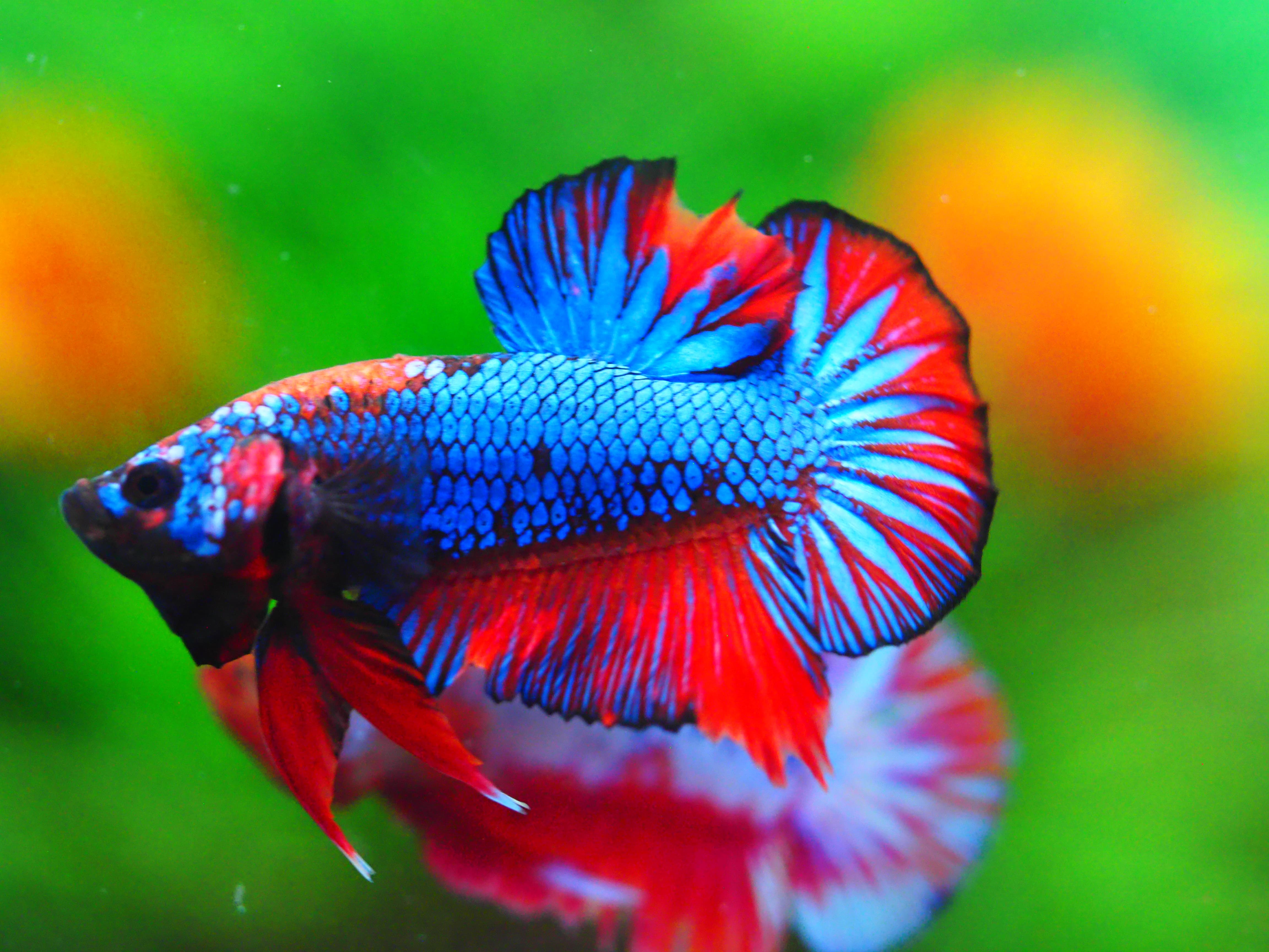 HMPK FANCY MALE GRADE A +++