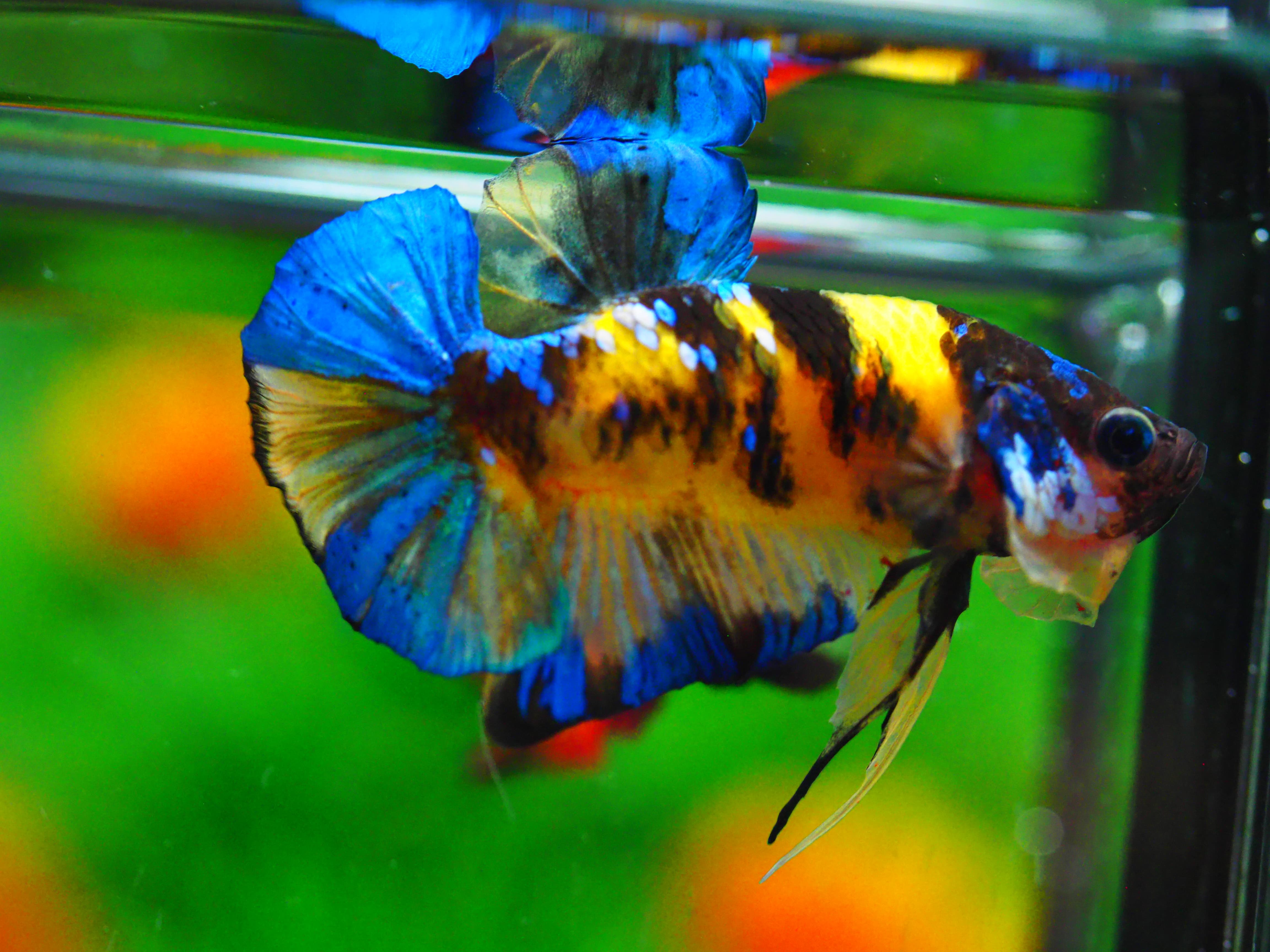 HMPK KOI YELLOW MALE GRADE A +++