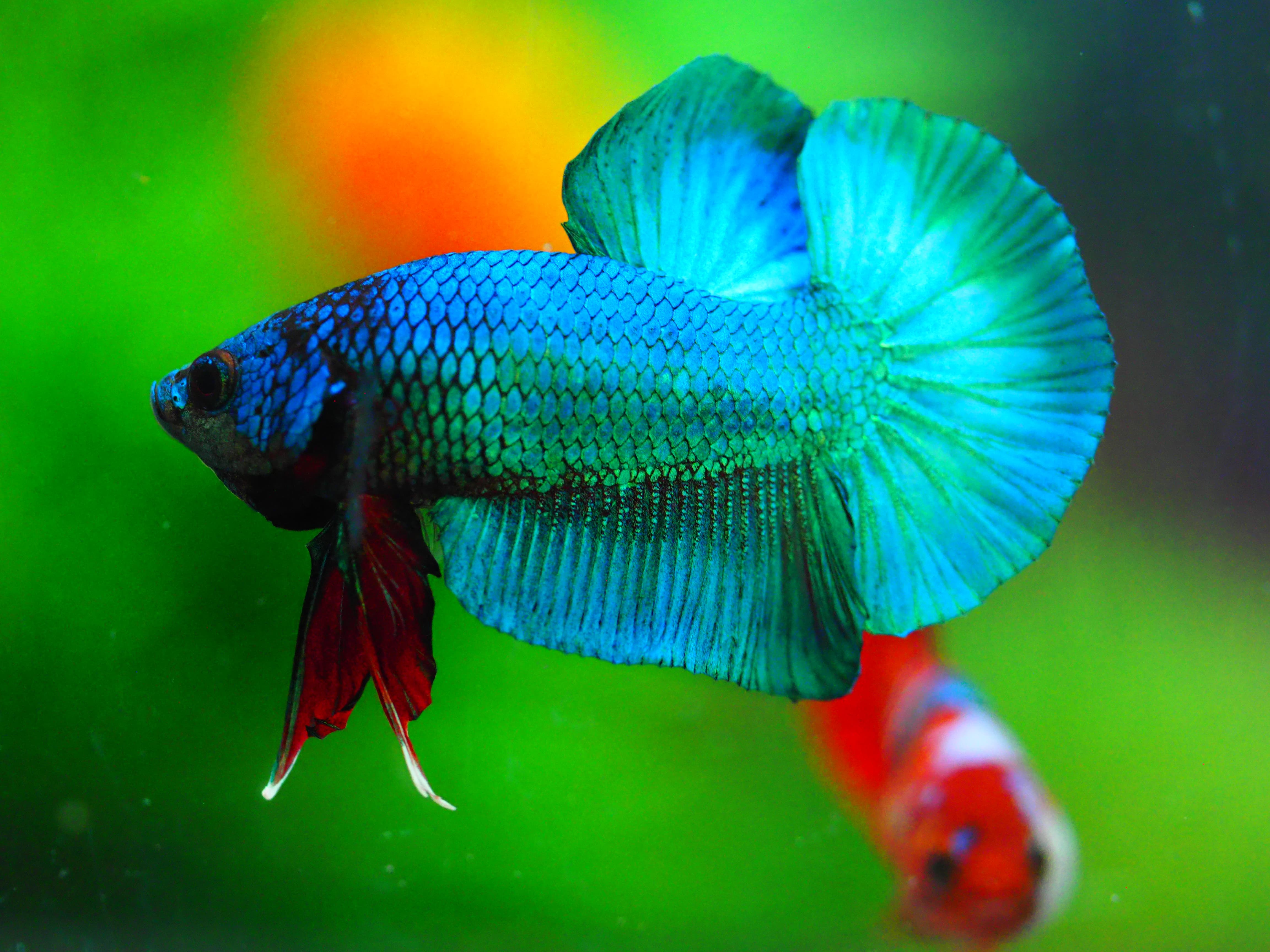 HMPK KOI FANCY MALE GRADE A +++