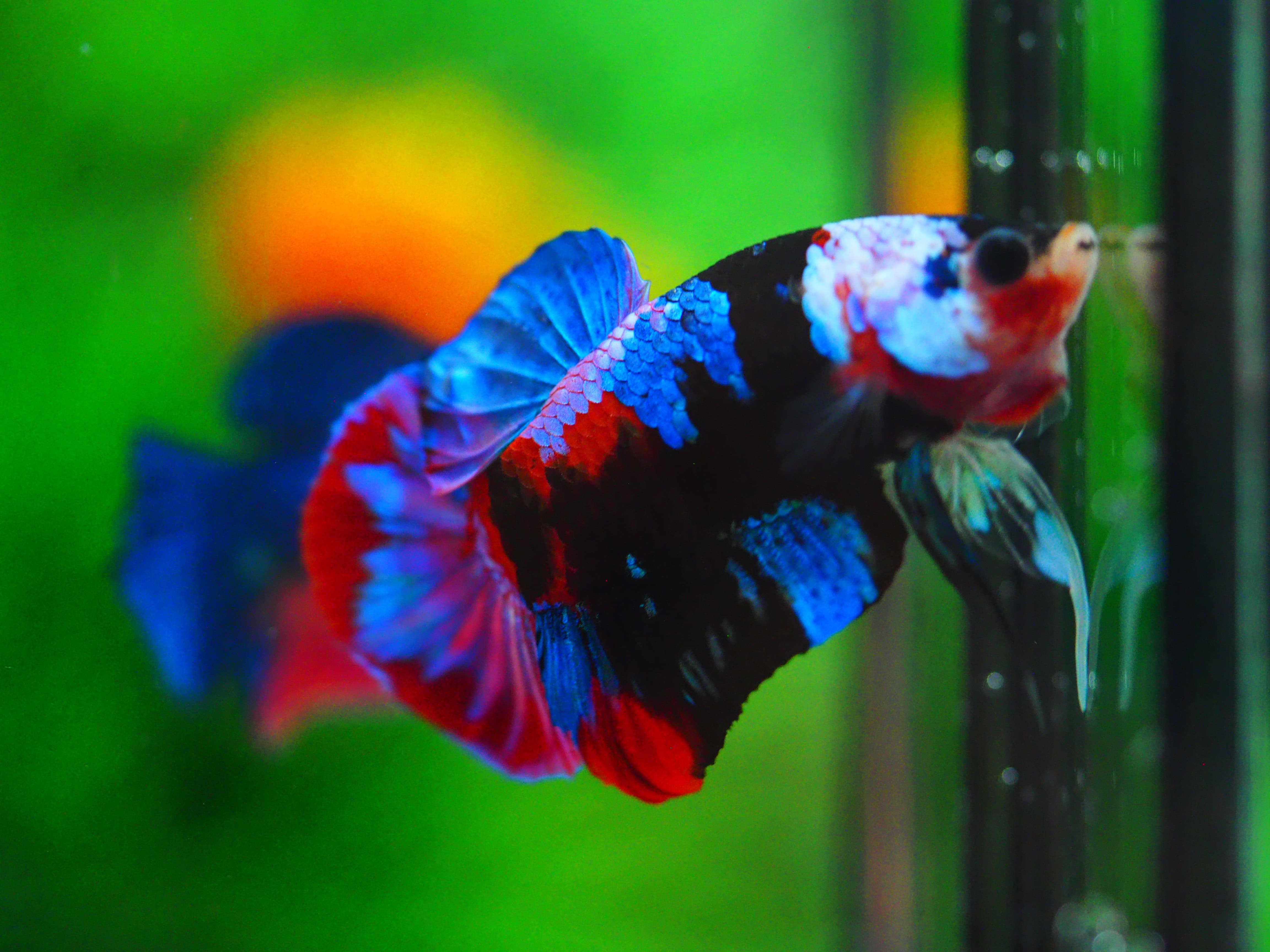 HMPK KOI GALAXY MALE GRADE A++