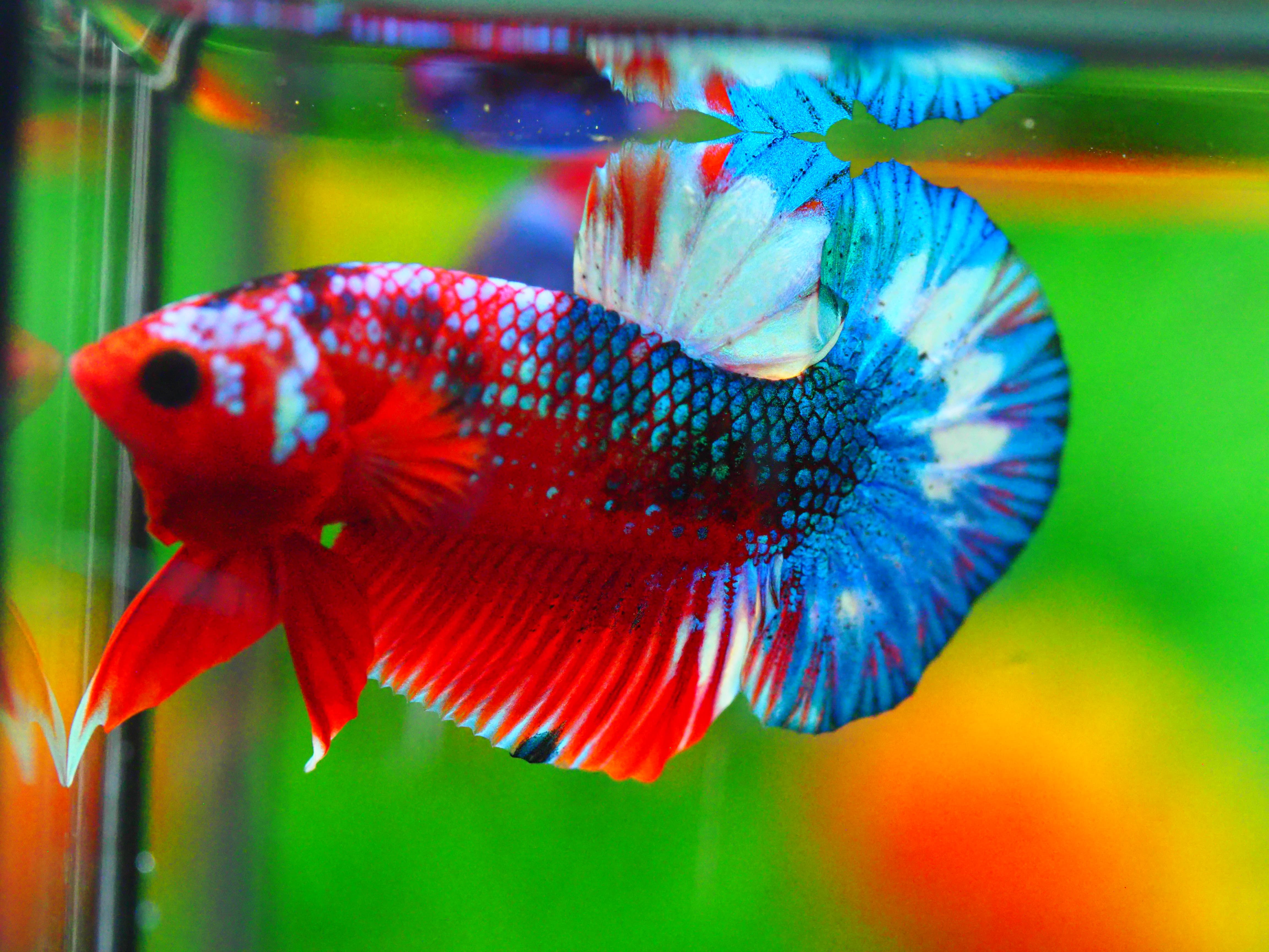 HMPK FANCY MALE GRADE A +++