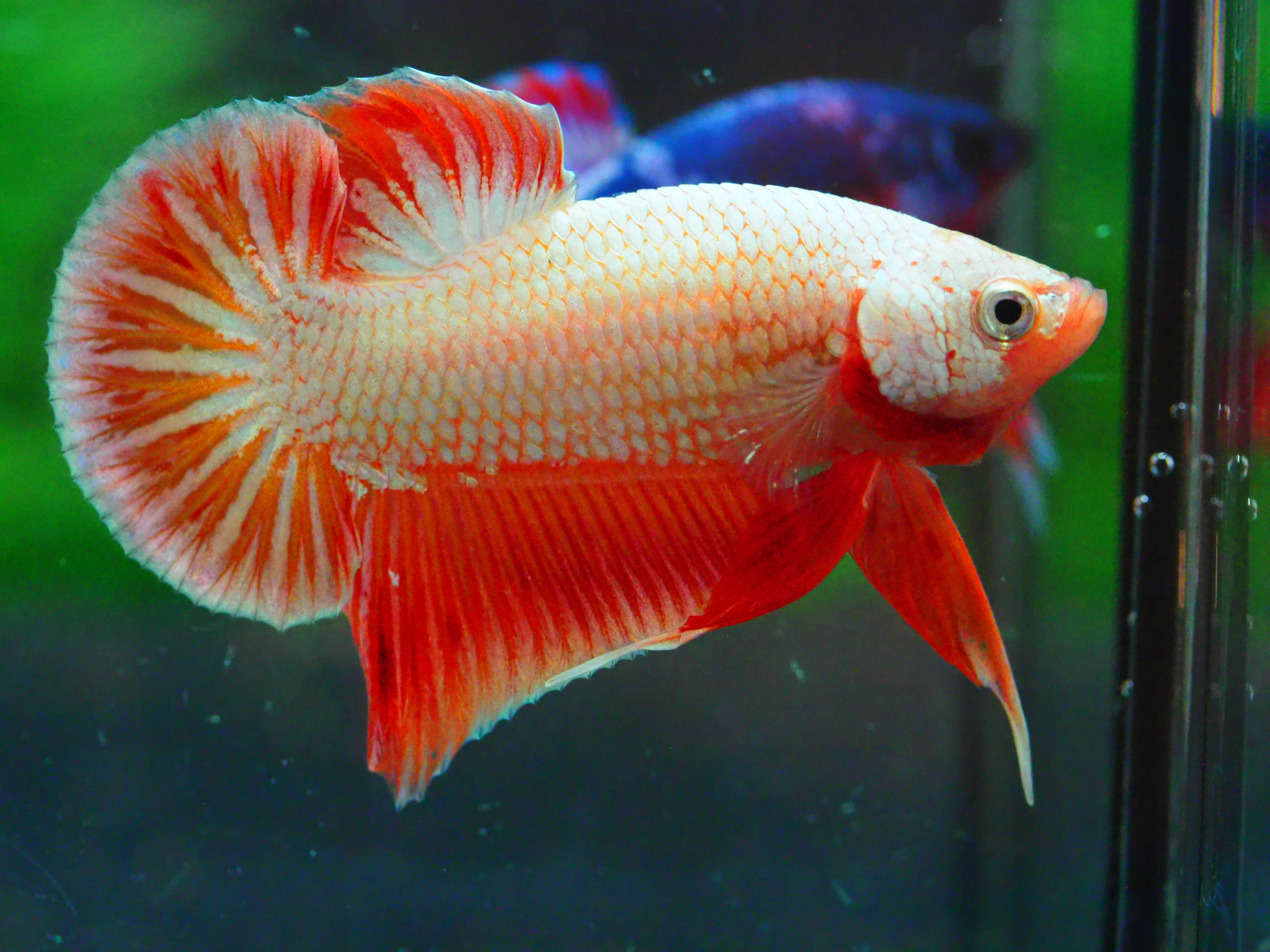 HMPK FANCY MALE GRADE A +++