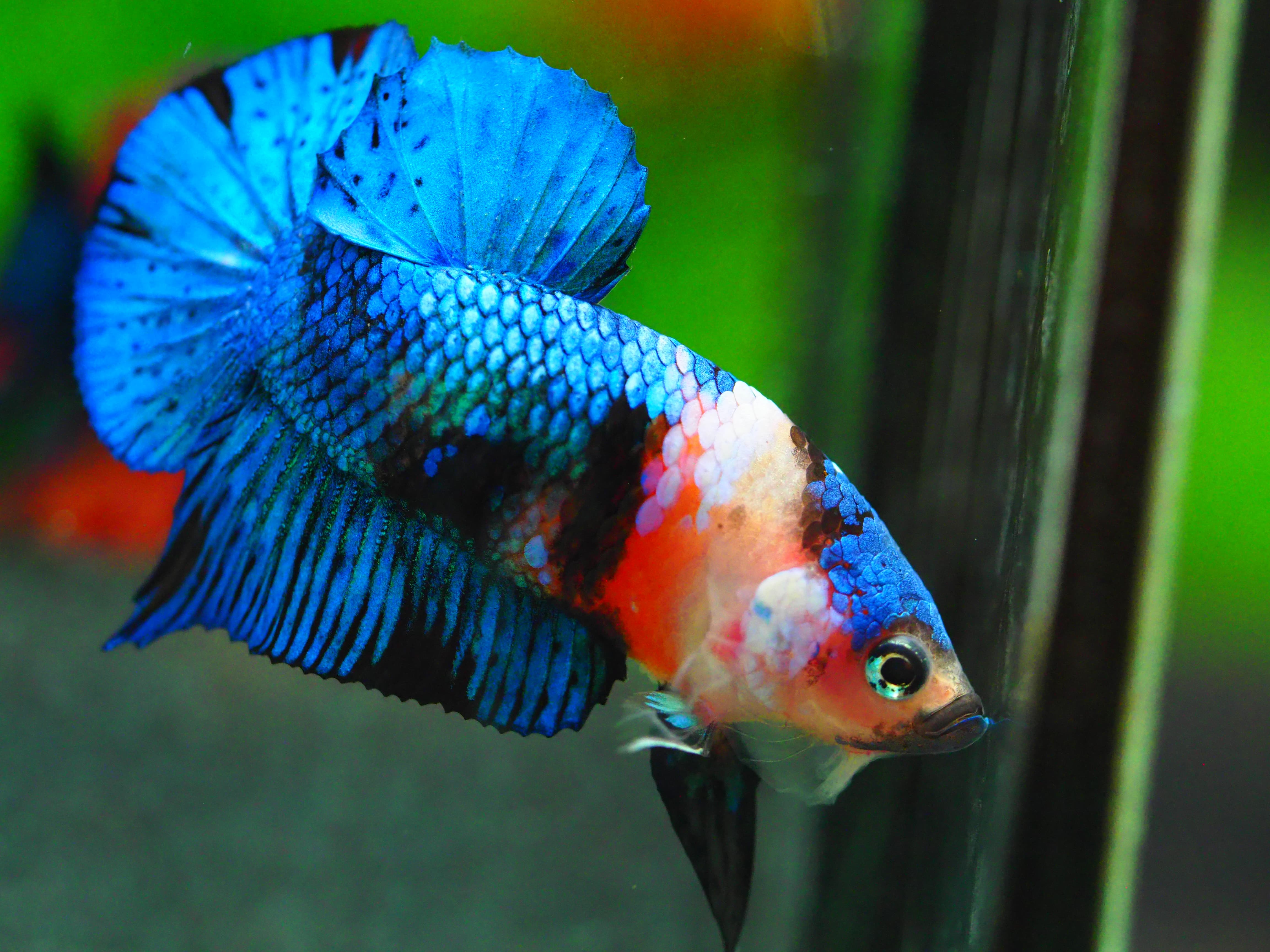 HMPK KOI GALAXY MALE GRADE A +++