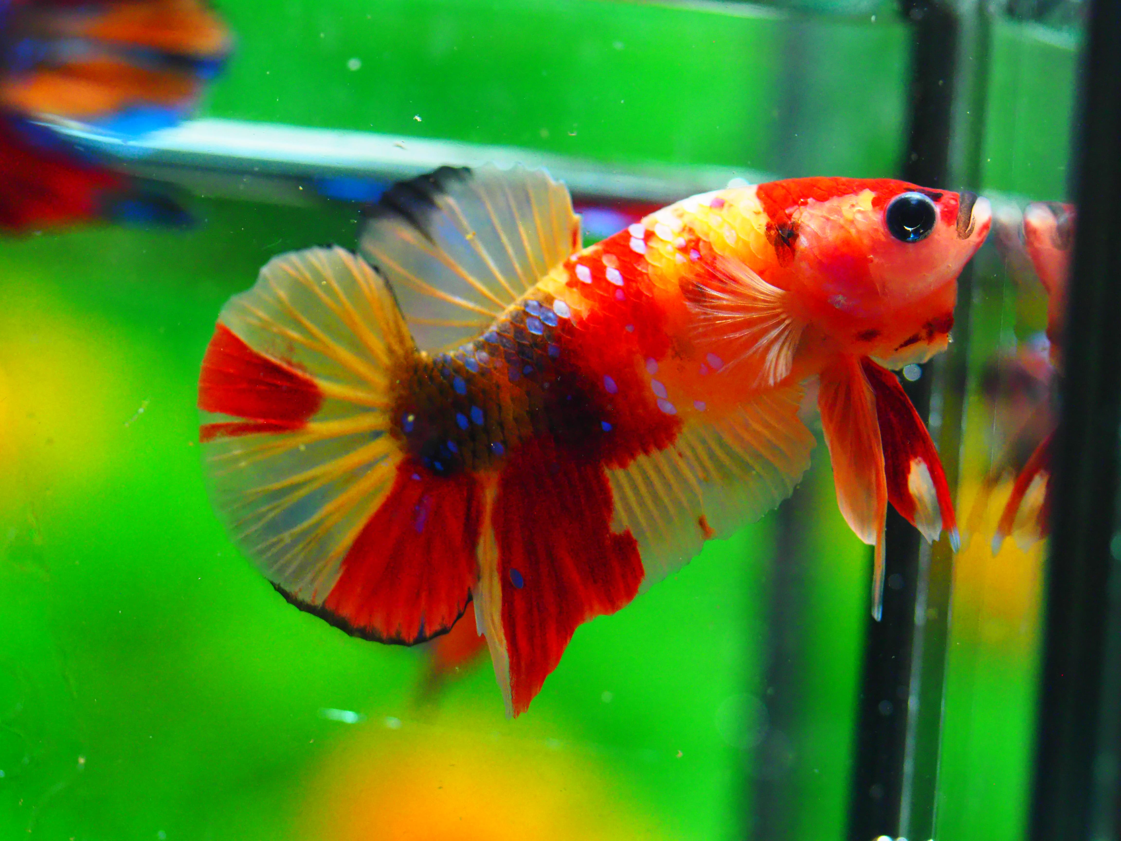 HMPK NEMO MALE GRADE A +++