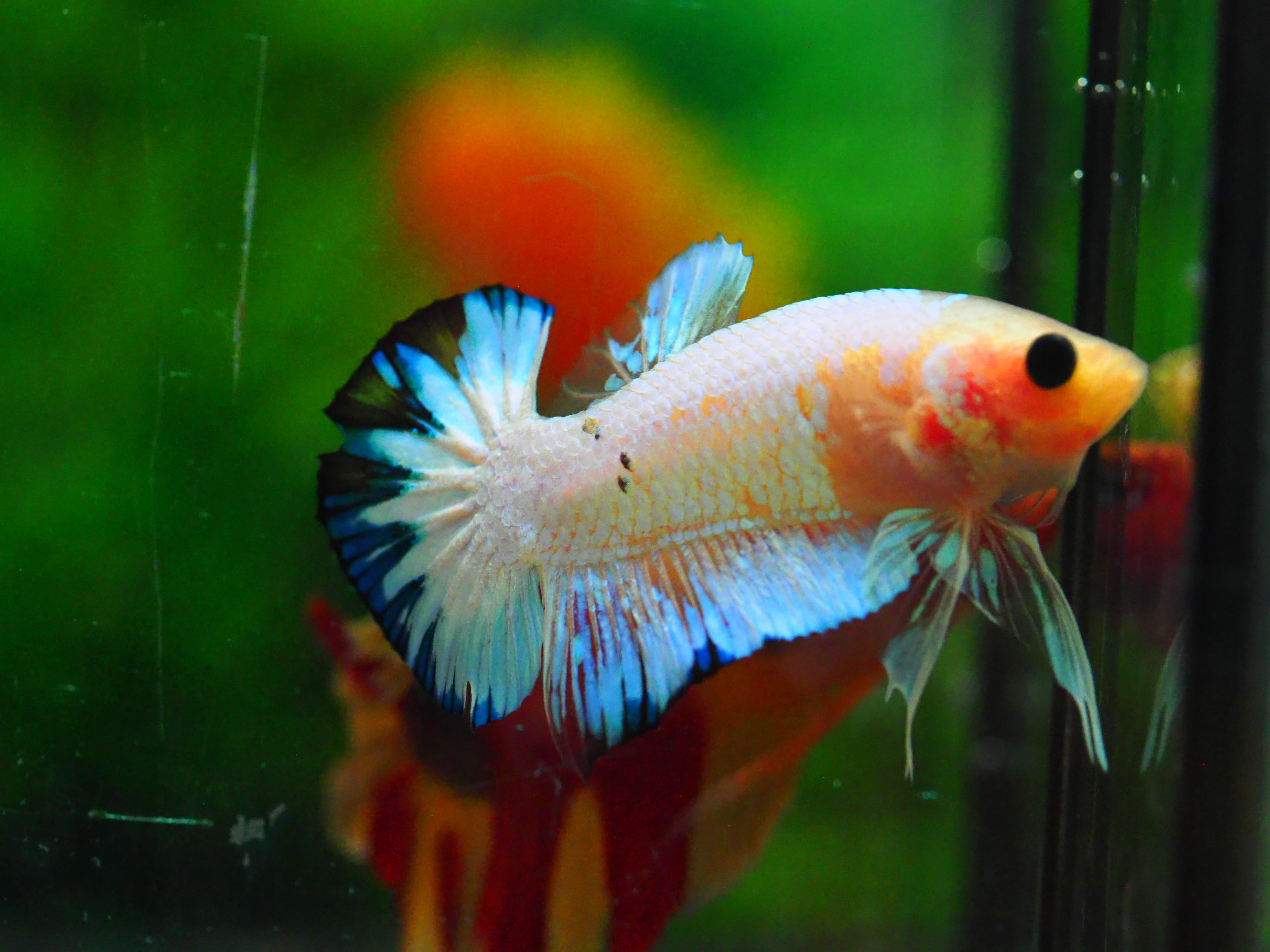 HMPK FANCY MALE GRADE A +++