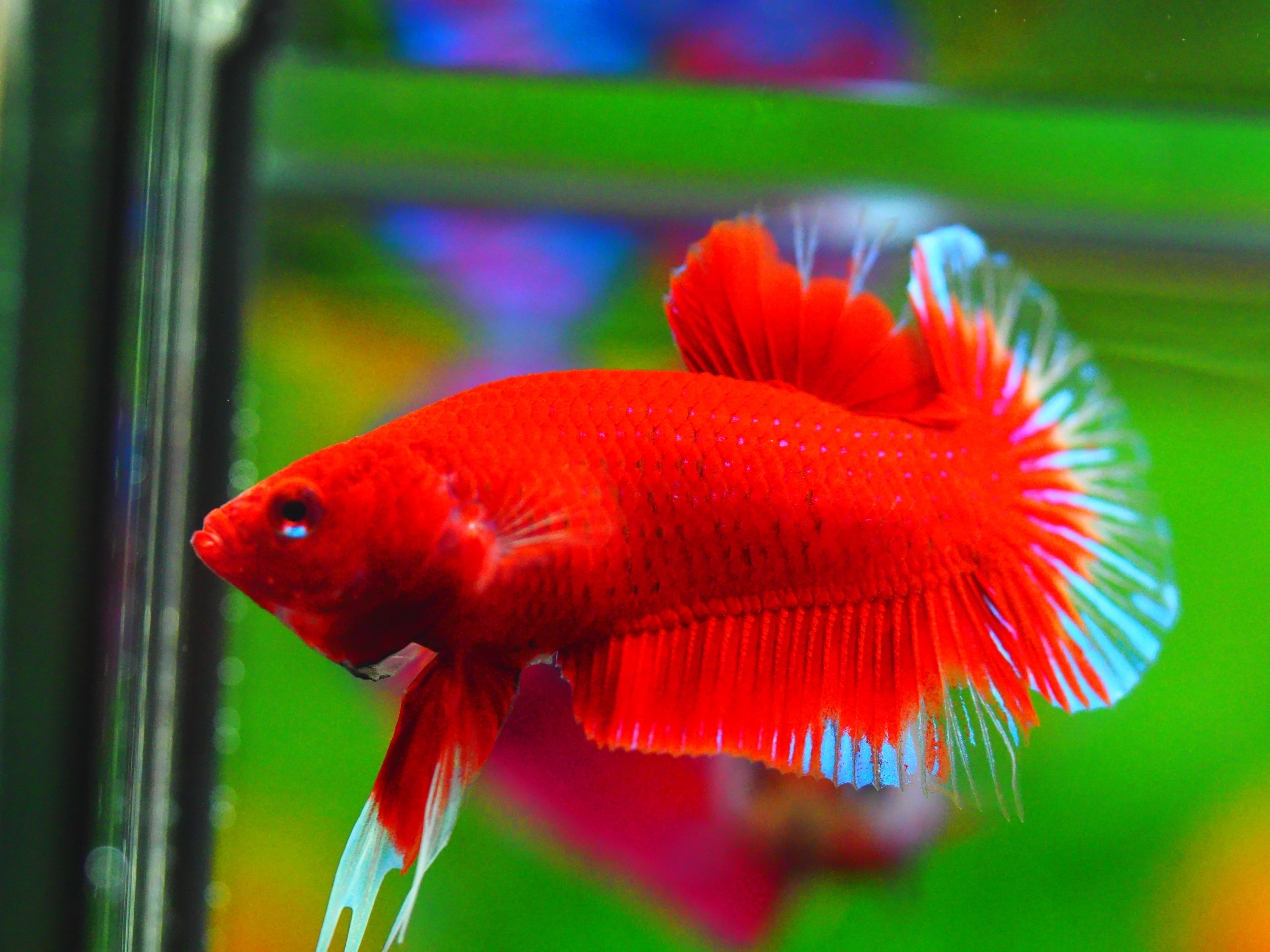 HMPK RED MALE GRADE A +++