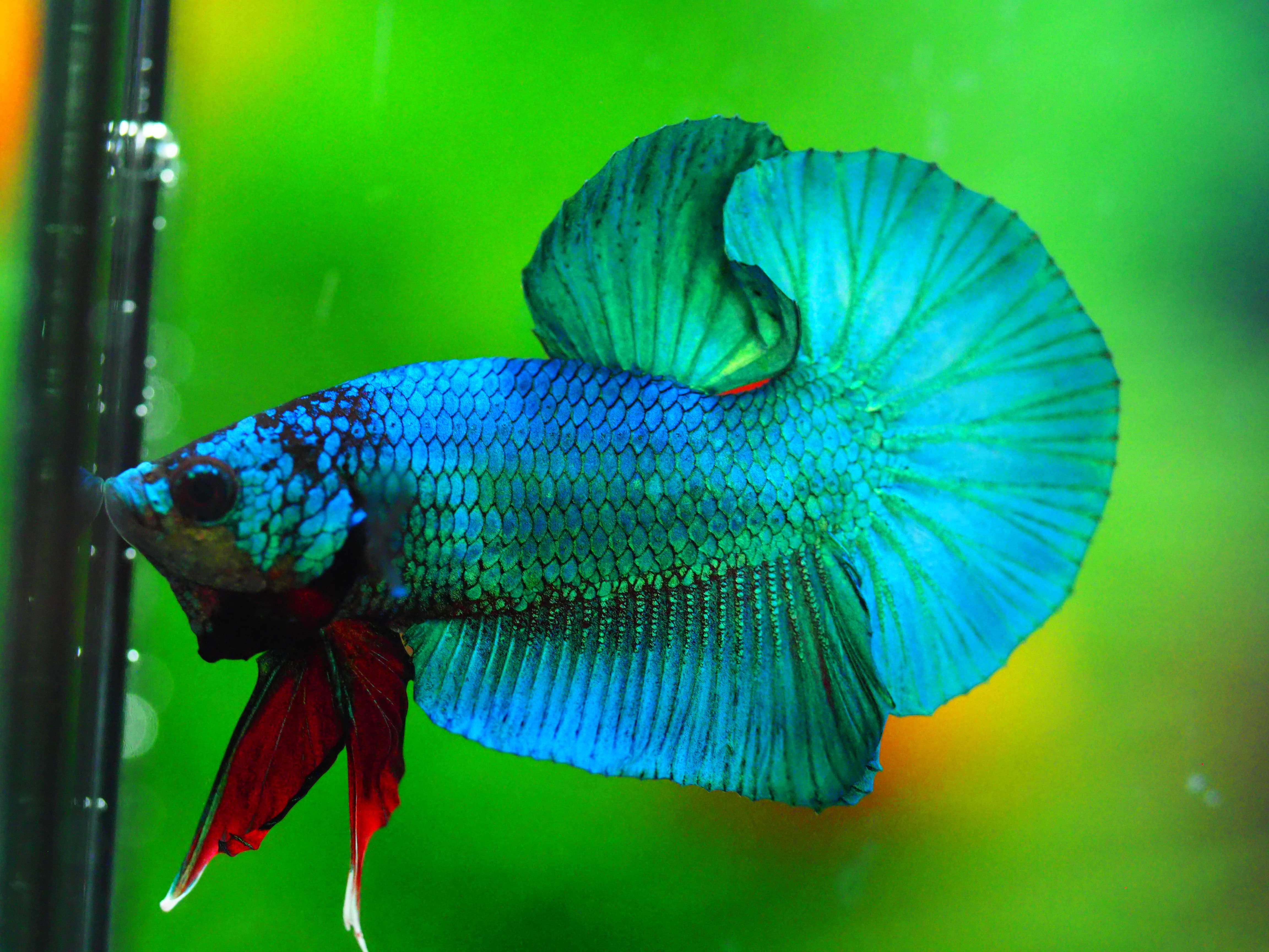 HMPK KOI FANCY MALE GRADE A +++