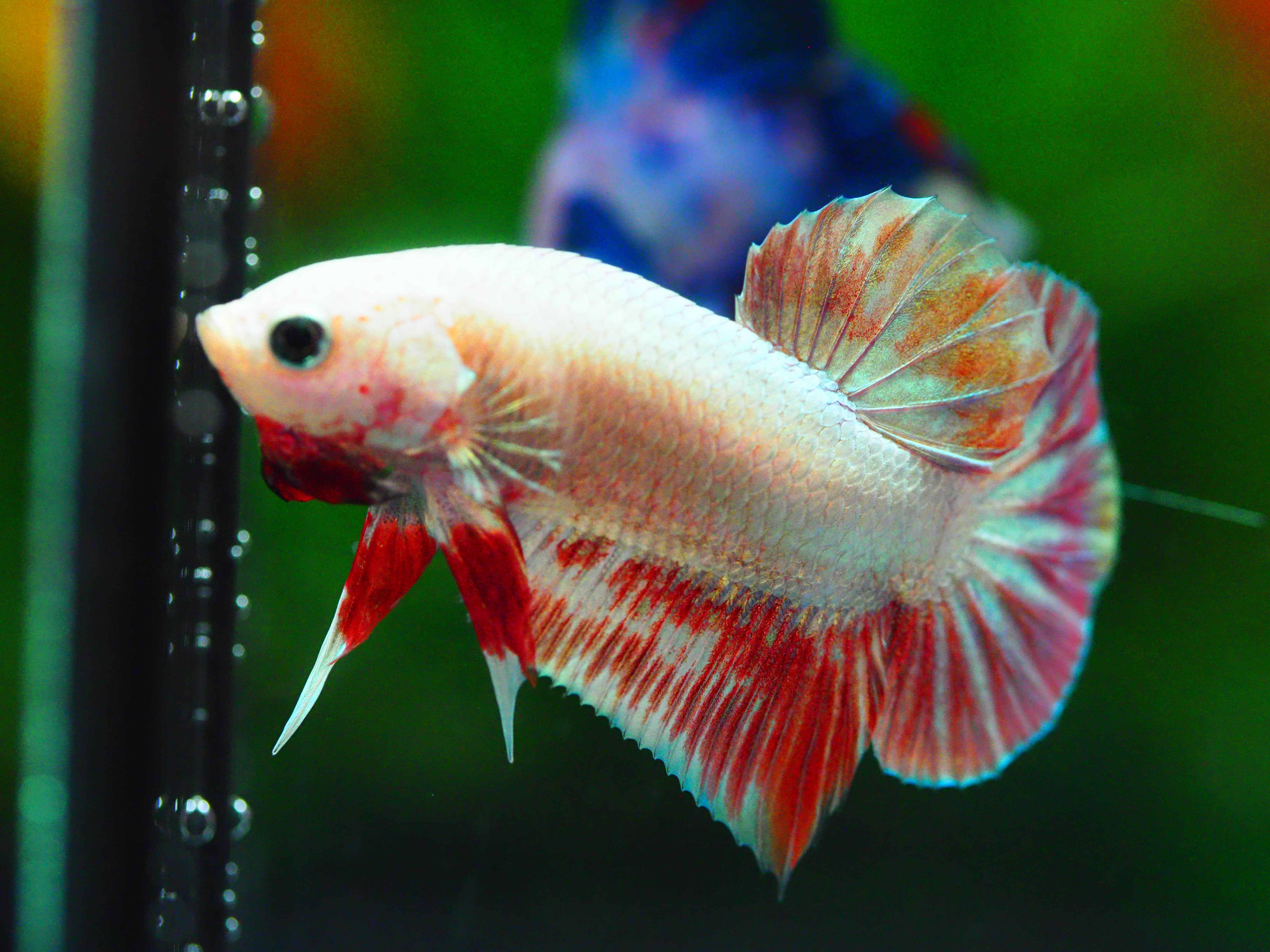 HMPK COPPER RED MALE GRADE A +++