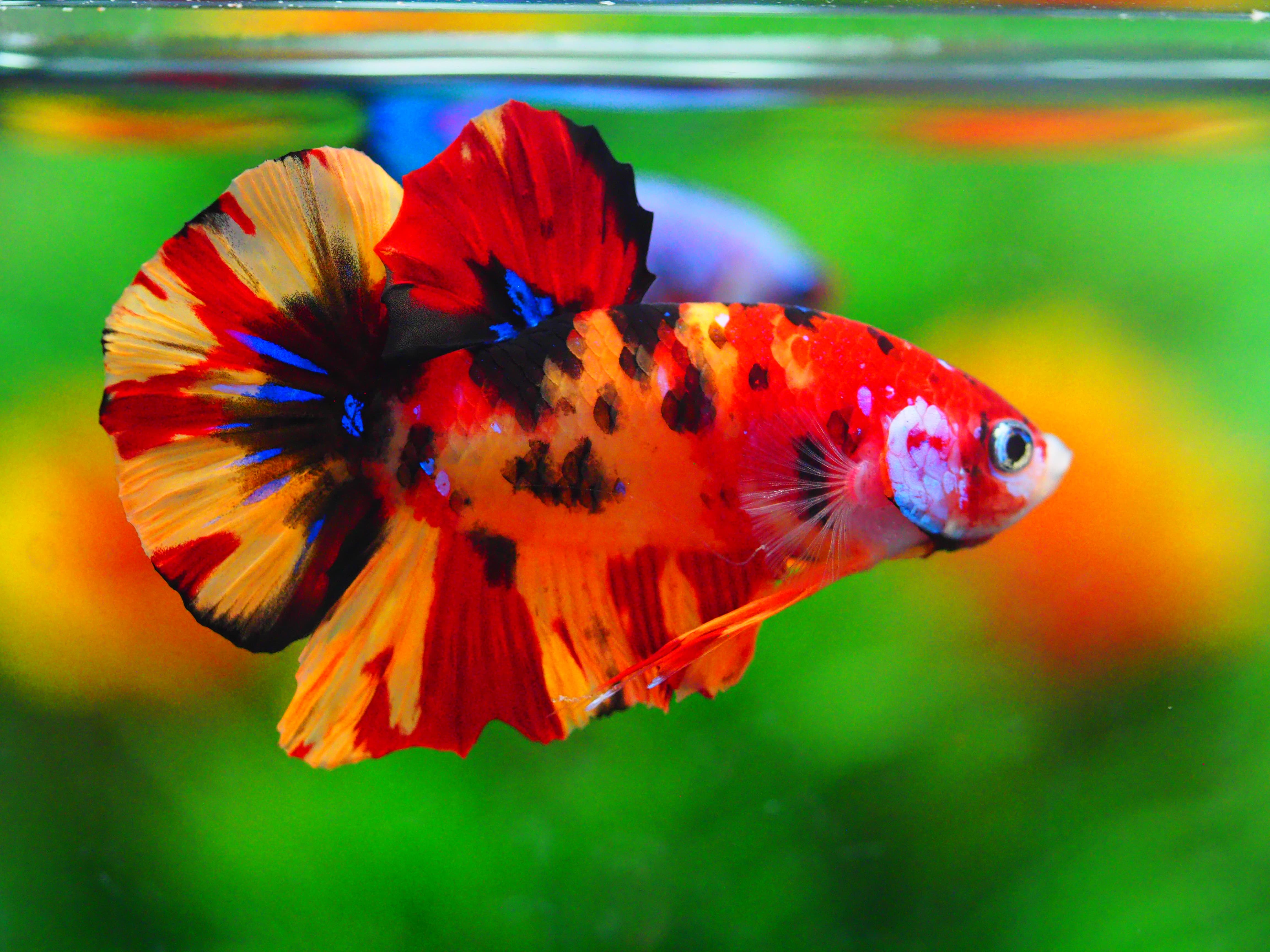 HMPK NEMO MALE GRADE A +++