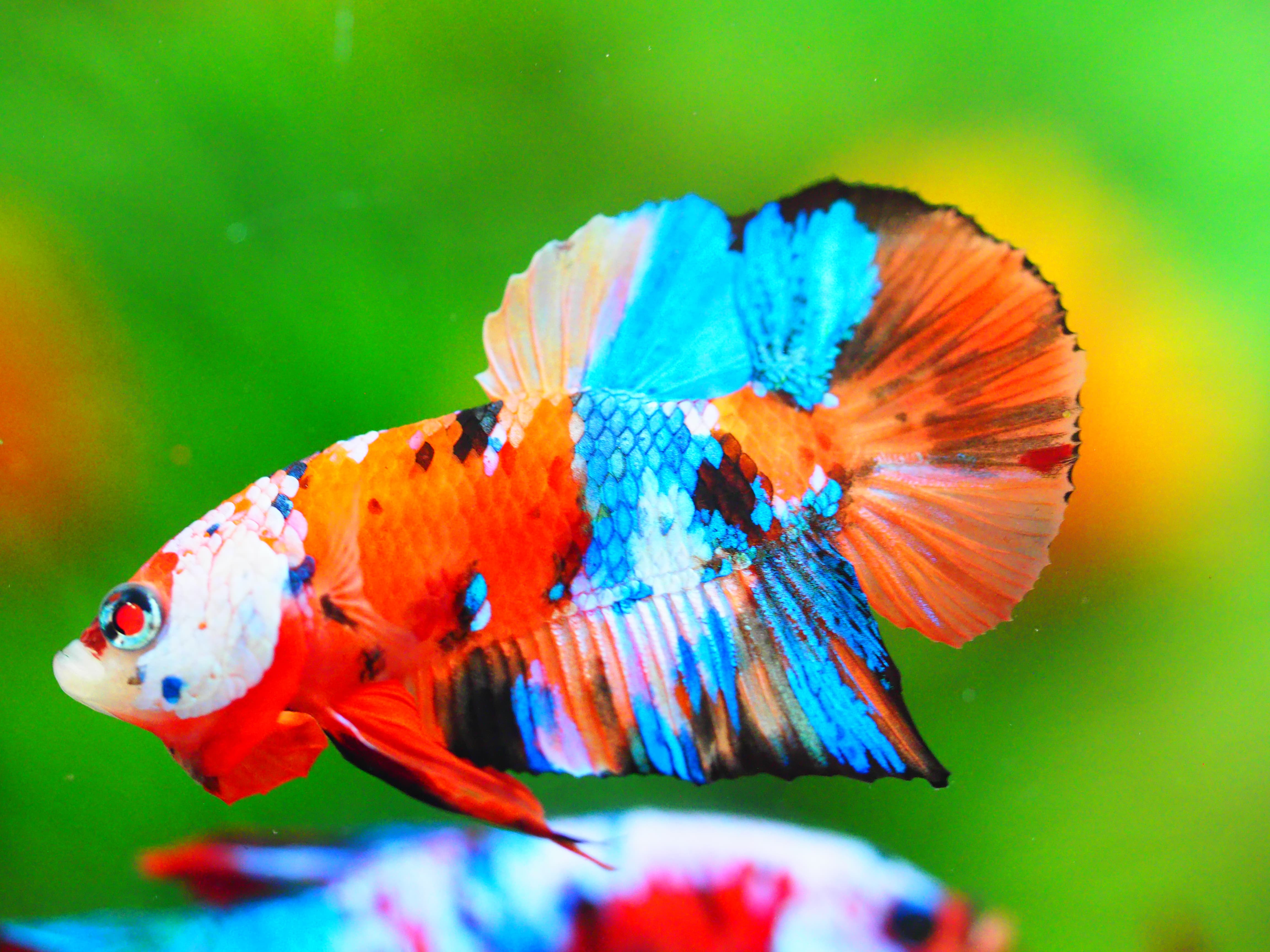 HMPK NEMO GALAXY MALE GRADE A +++