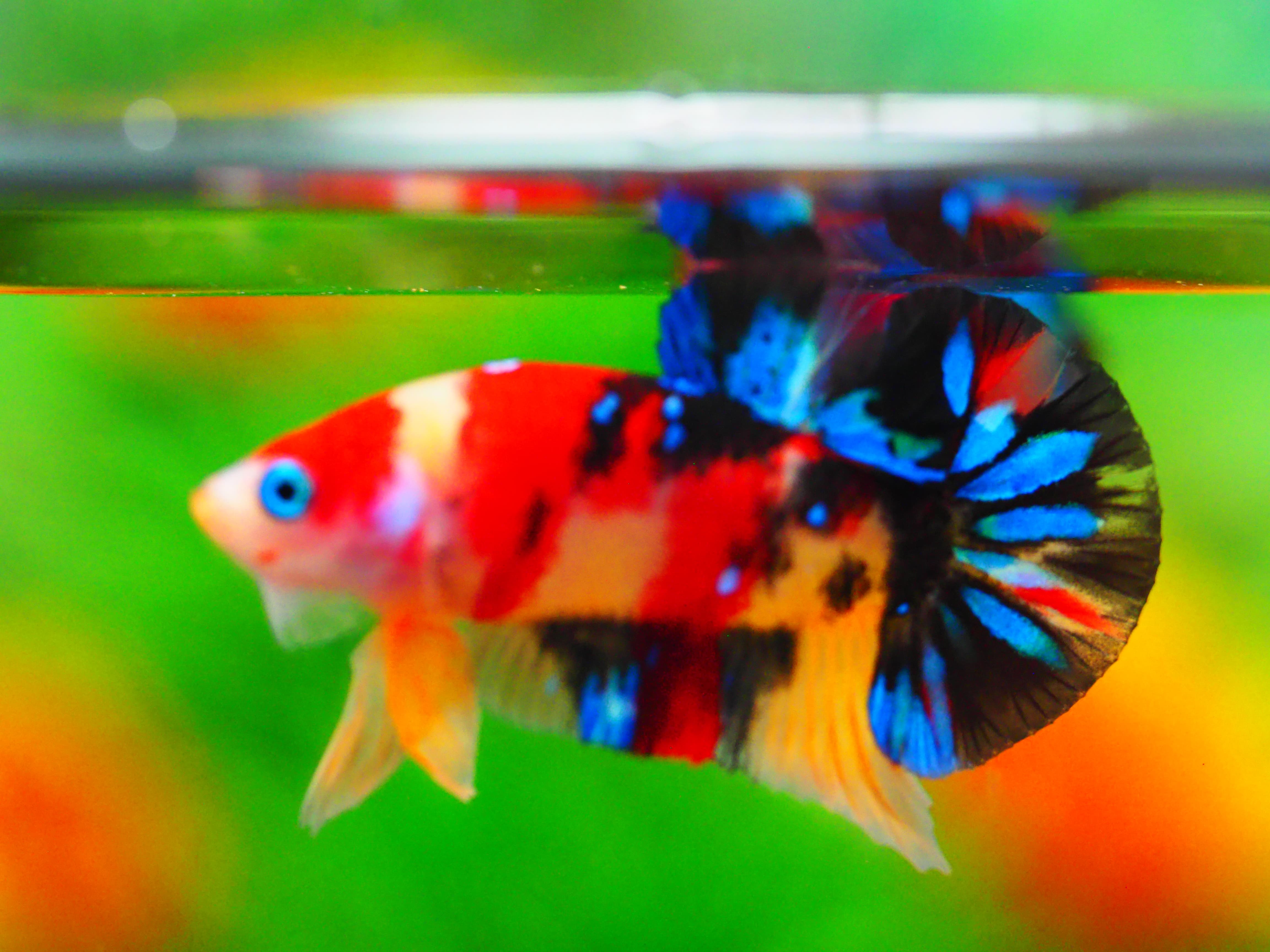 HMPK NEMO GALAXY MALE GRADE A +++