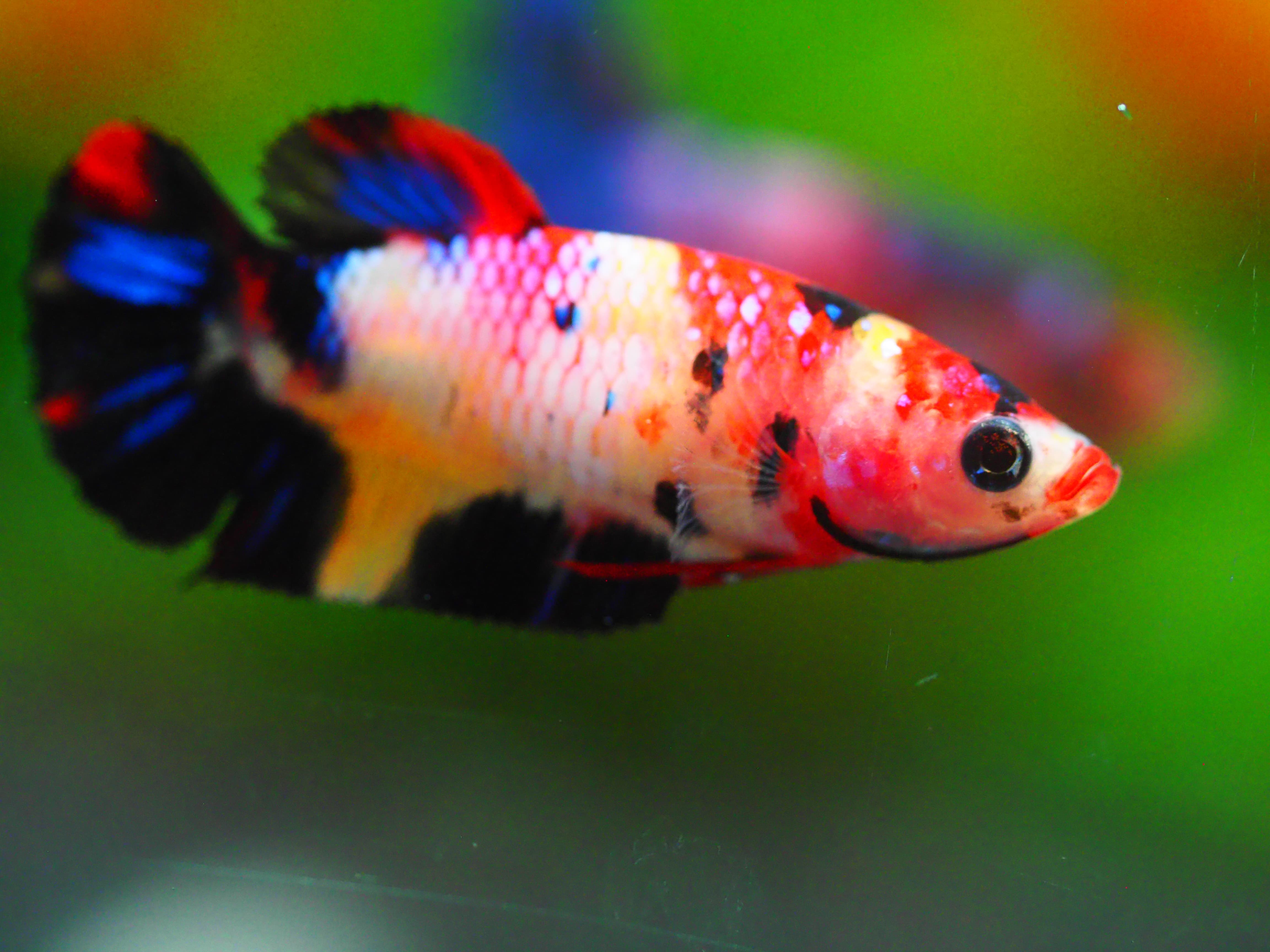 HMPK KOI GALAXY FNMALE GRADE A +++