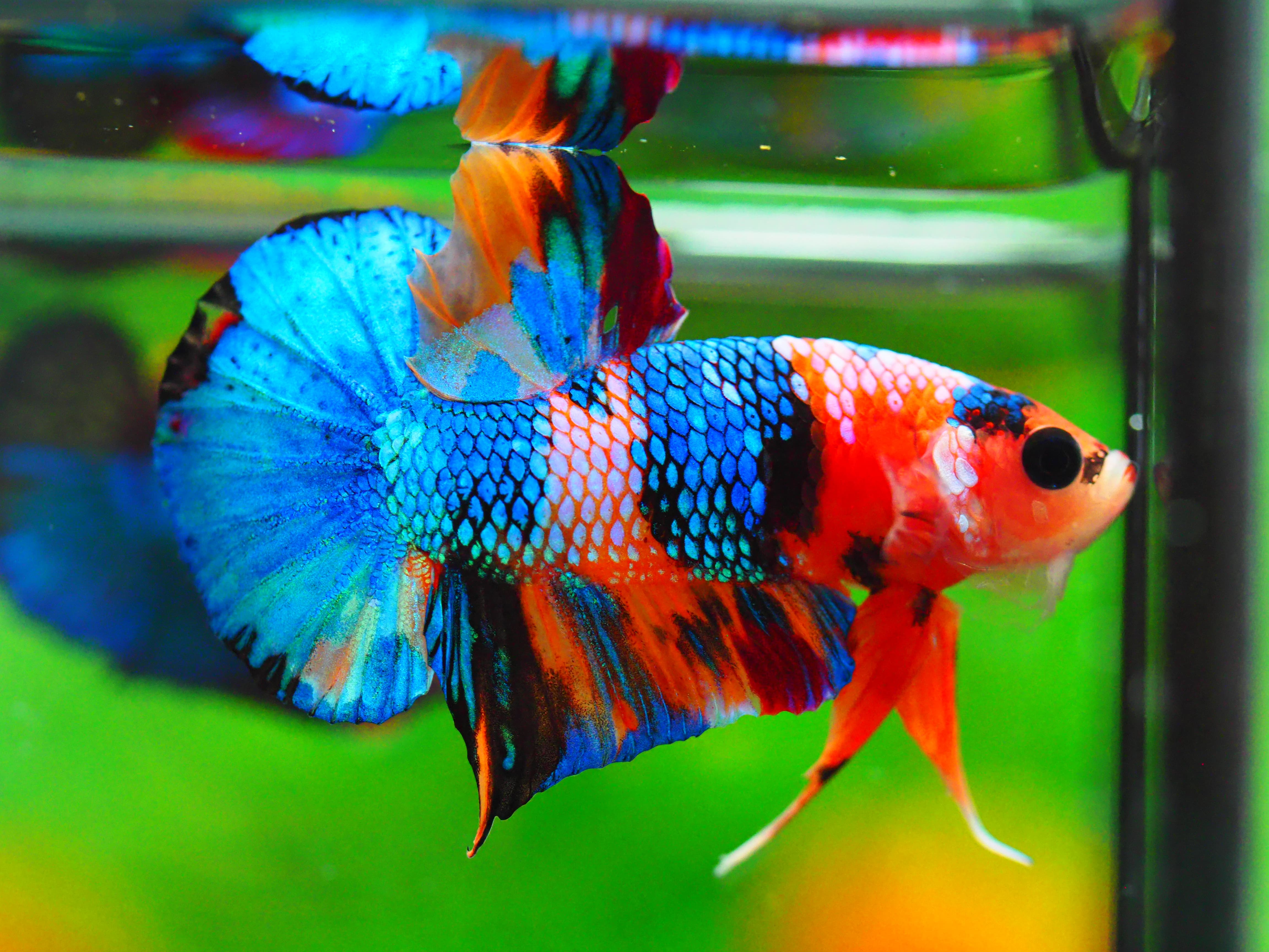 HMPK NEMO GALAXY MALE GRADE A +++