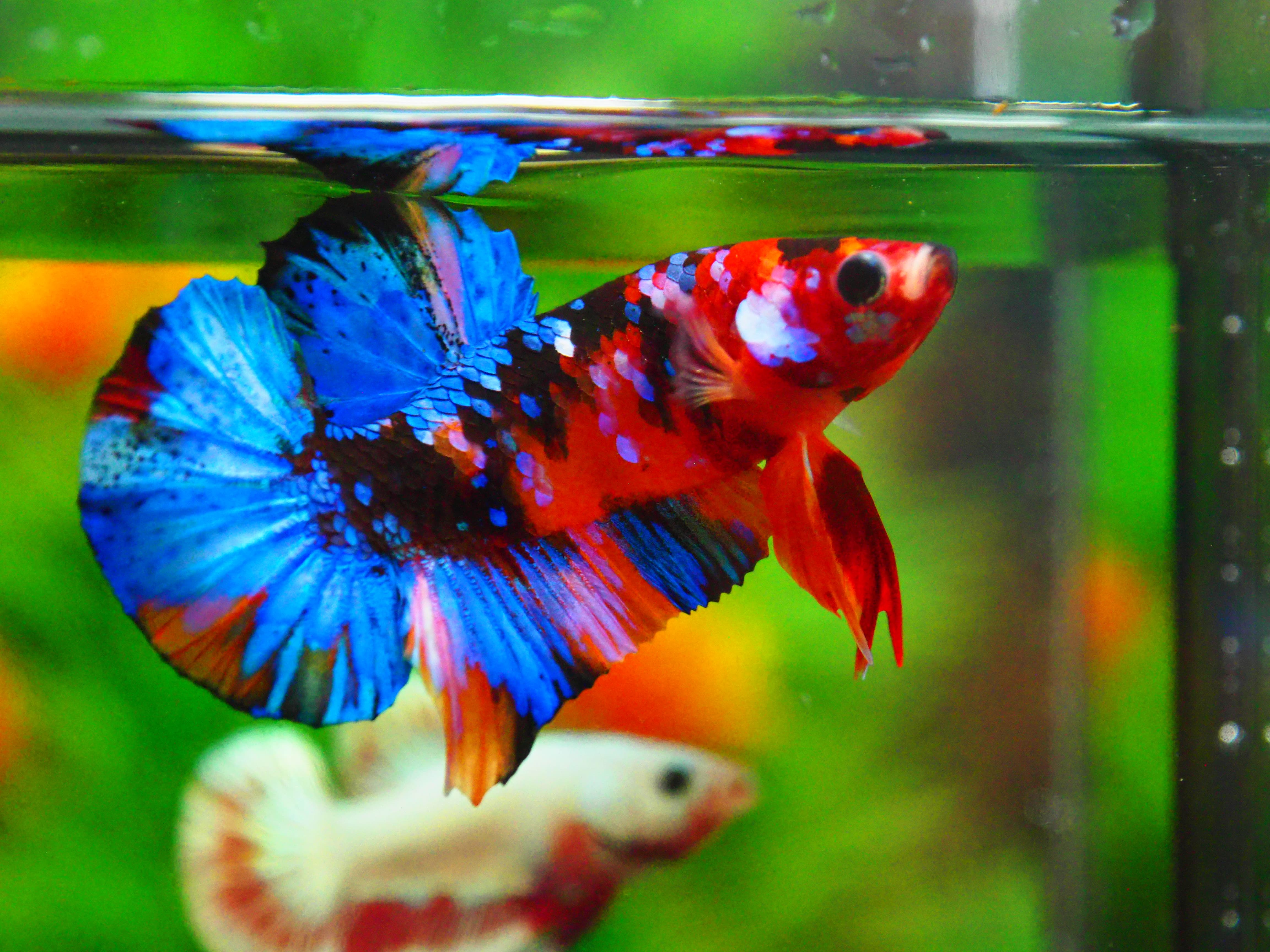 HMPK KOI GALAXY MALE GRADE A +++