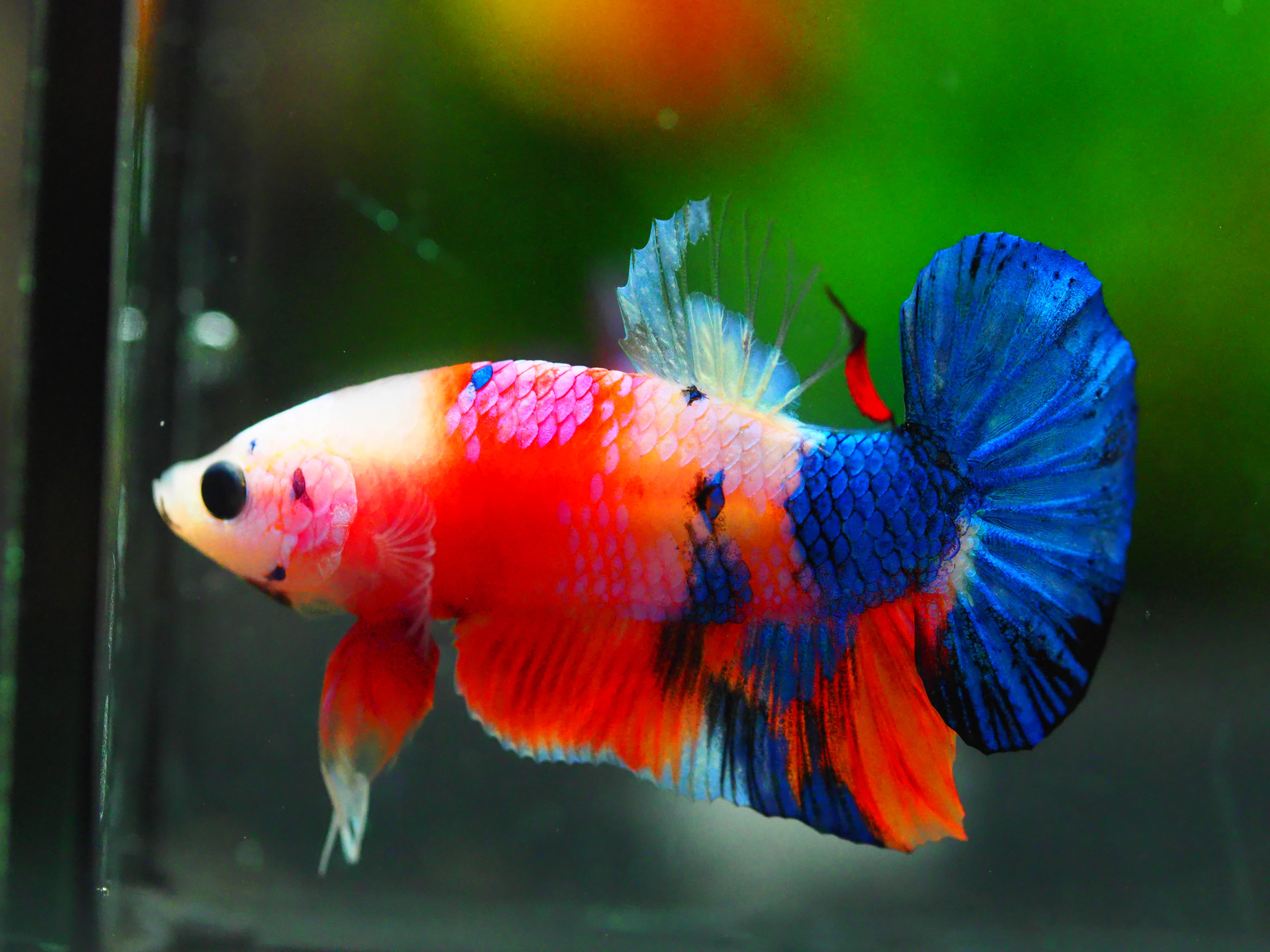 HMPK KOI GALAXY MALE GRADE A +++