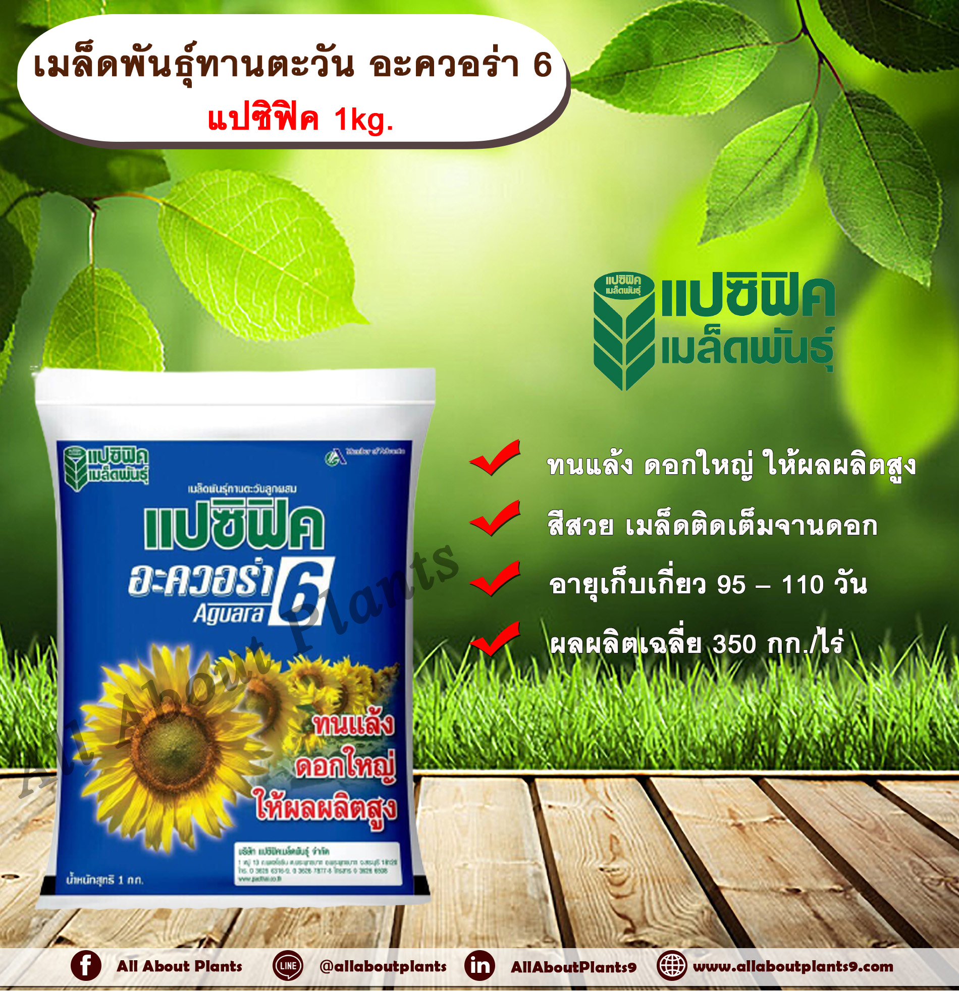 เมล็ดพันธุ์ทานตะวัน อะควอร่า 6 แปซิฟิค 1kg. เมล็ดพันธุ์ทานตะวันลูกผสม ดอกทานตะวัน เมล็ดทานตะวัน เมล็ดพันธุ์แปซิฟิค Sunflower seeds ชิ้น