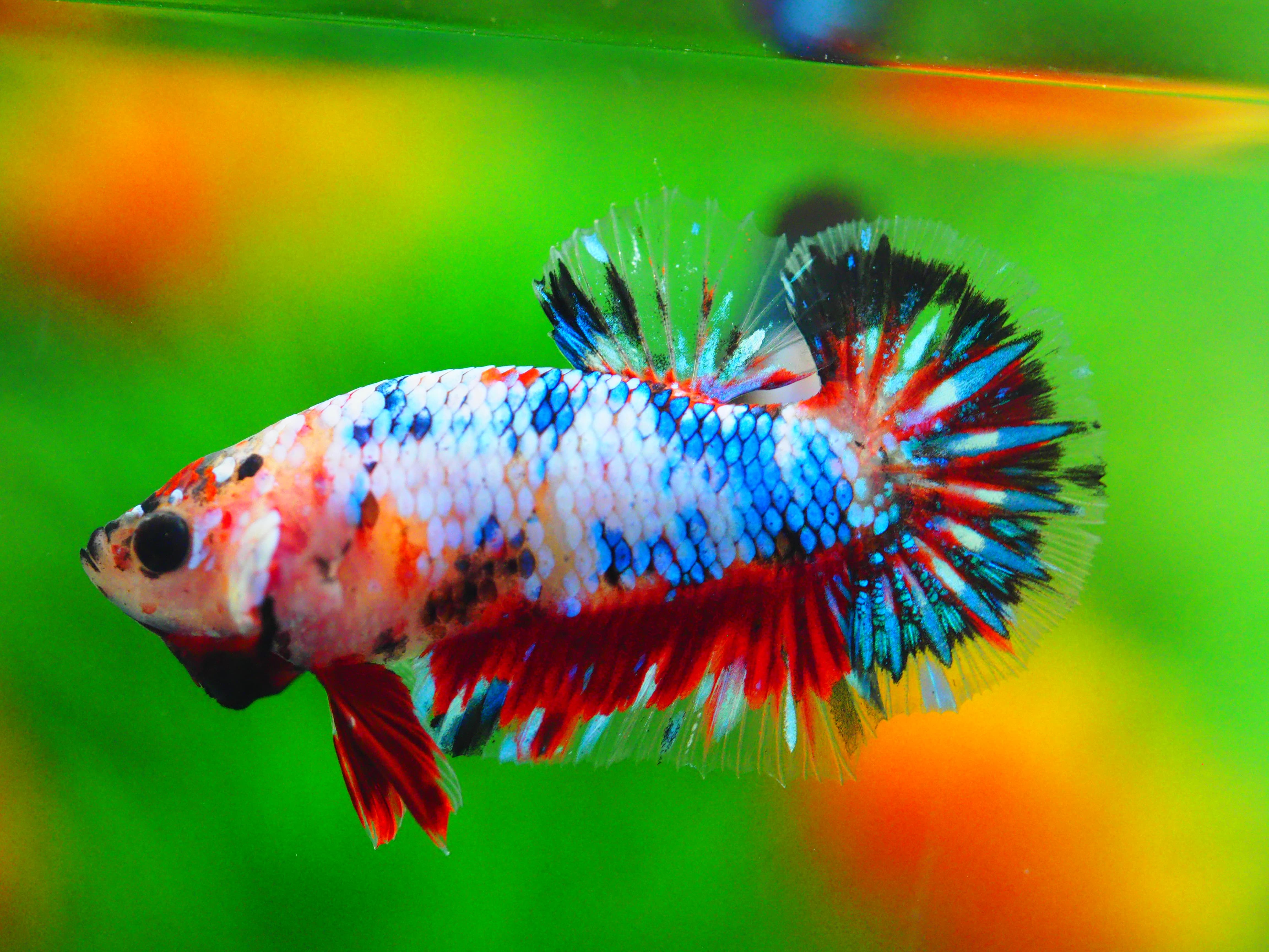 HMPK KOI GALAXY MALE GRADE A +++