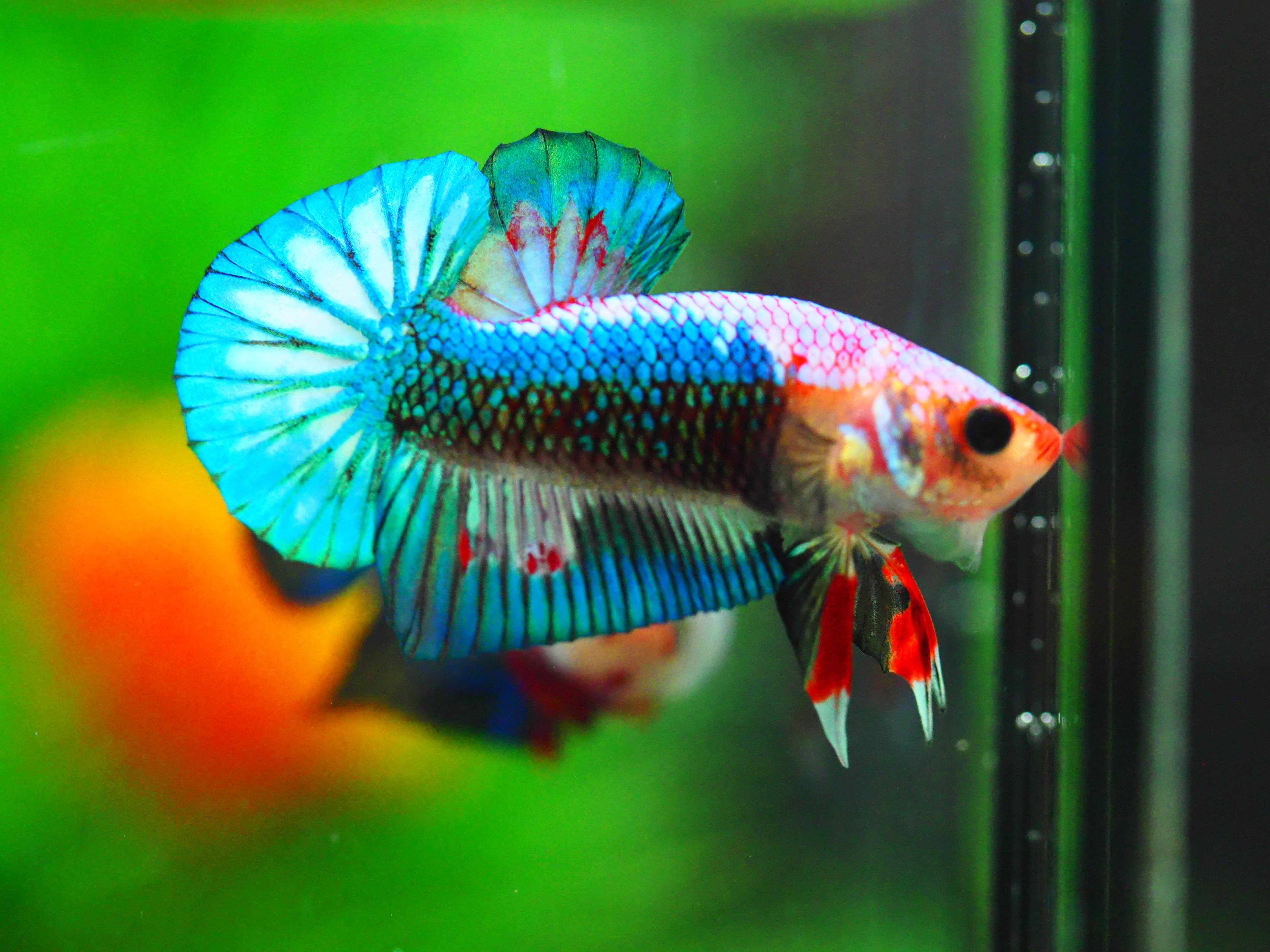 HMPK FANCY MALE GRADE A +++