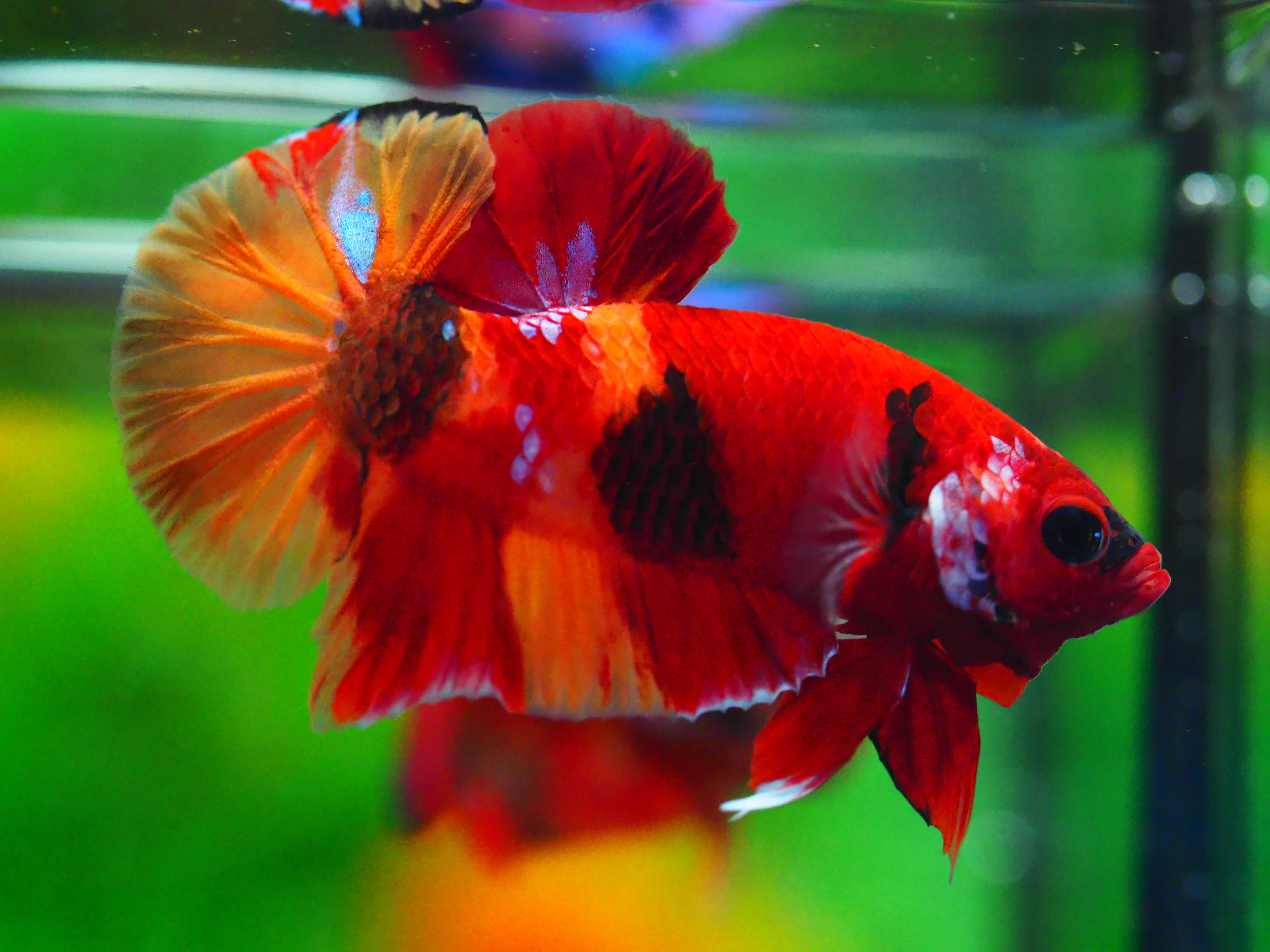 HMPK NEMO GALAXY MALE GRADE A +++