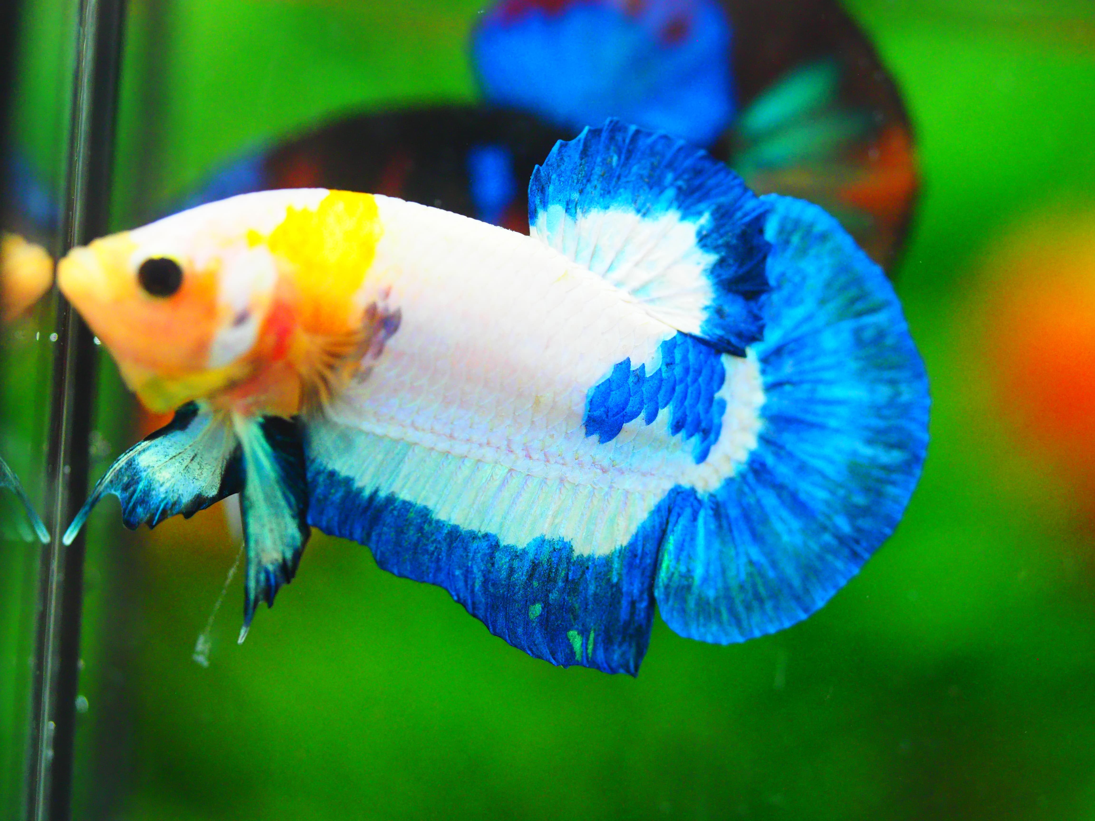 HMPK FANCY MALE GRADE A +++