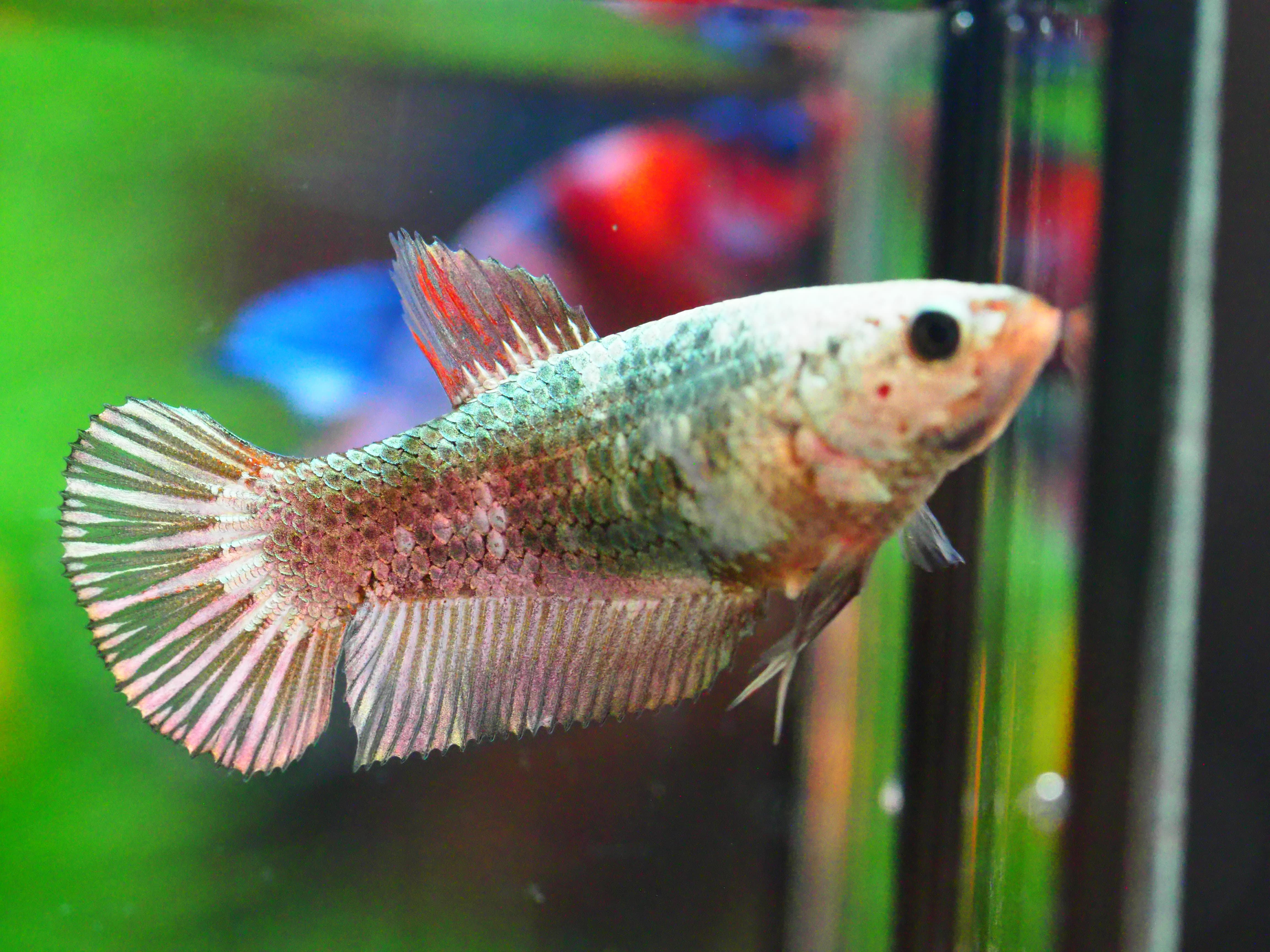 HMPK FANCY MALE GRADE A +++