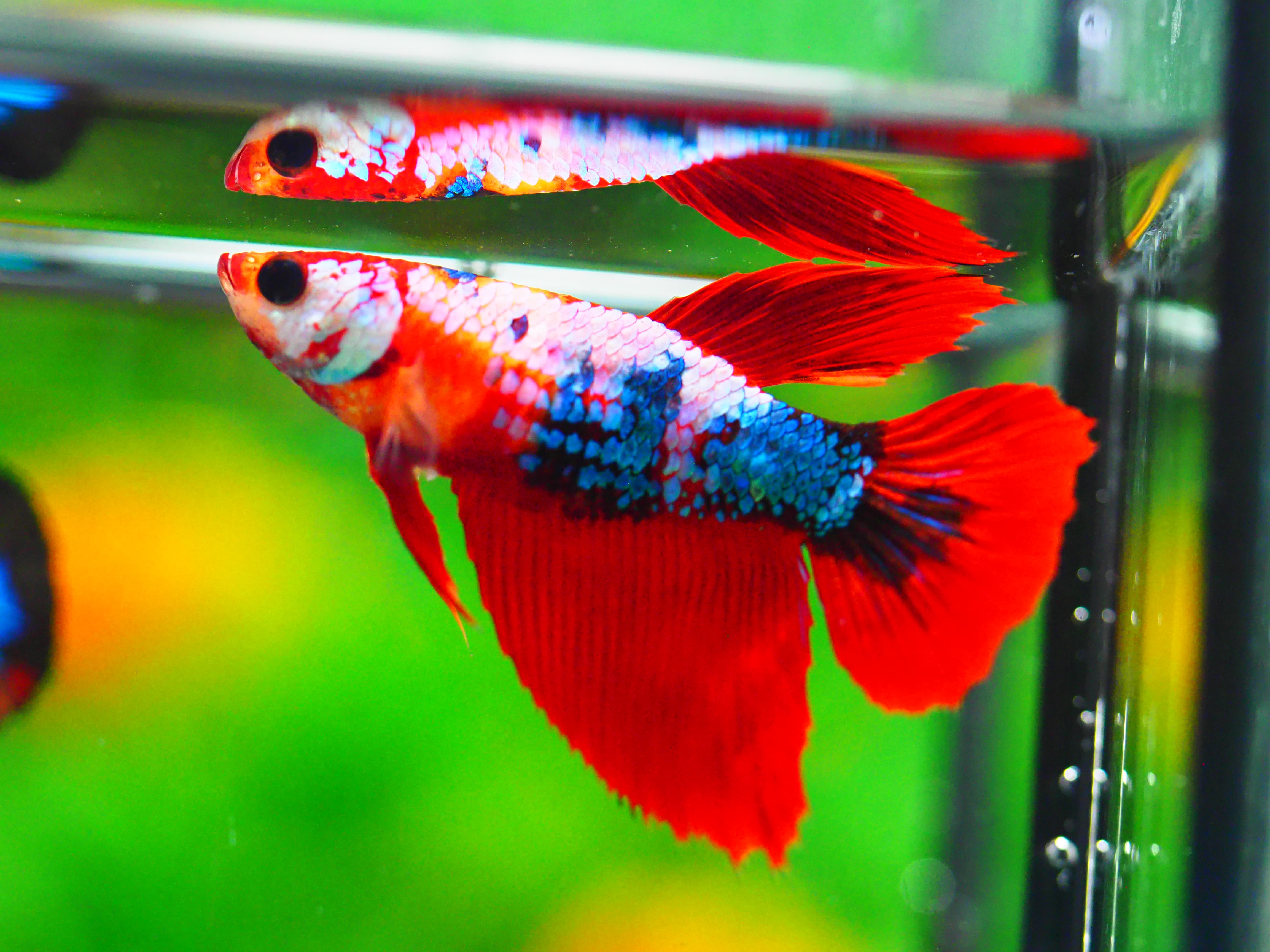 HM KOI GALAXY FNMALE GRADE A +++