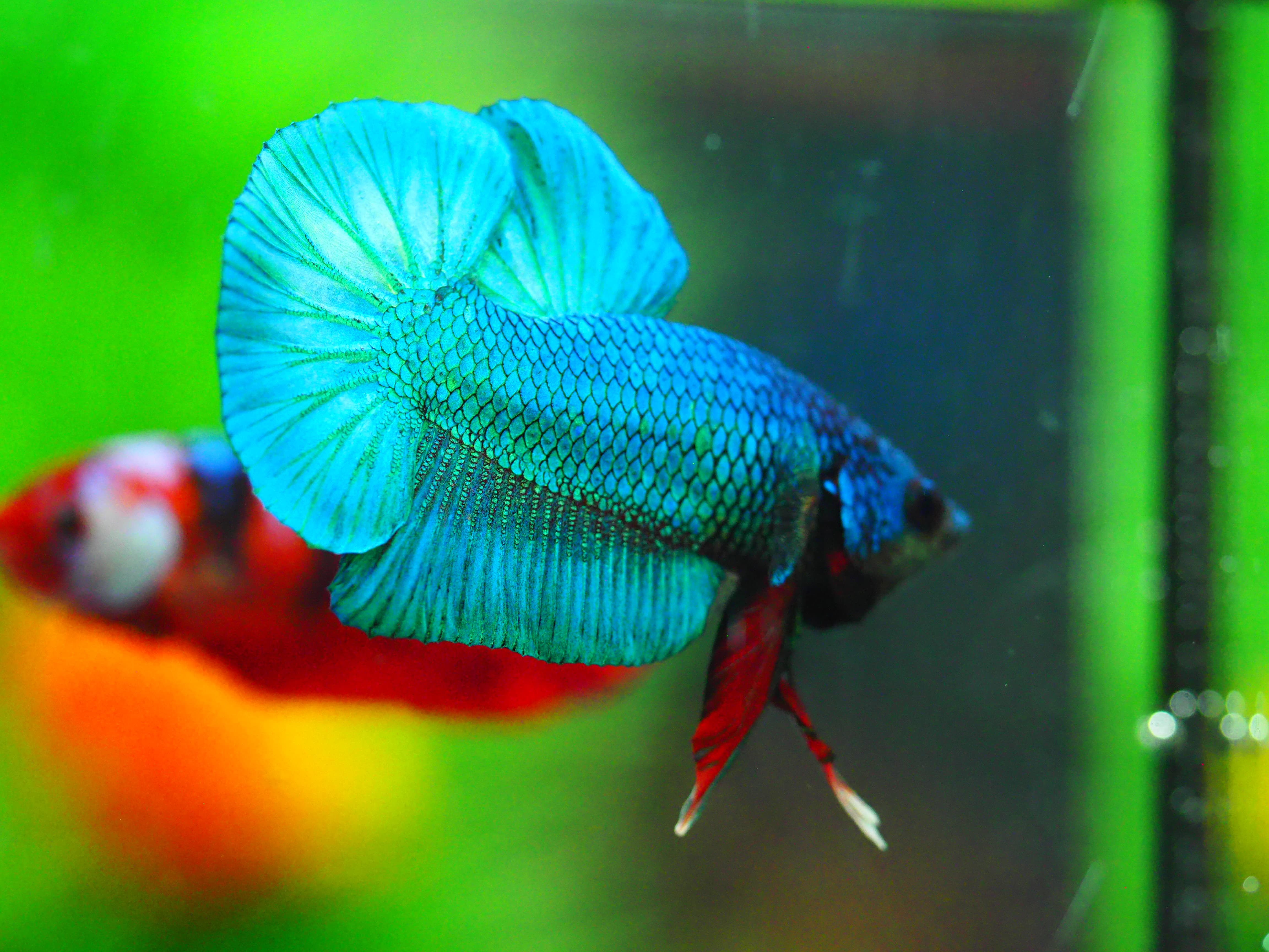 HMPK KOI FANCY MALE GRADE A +++