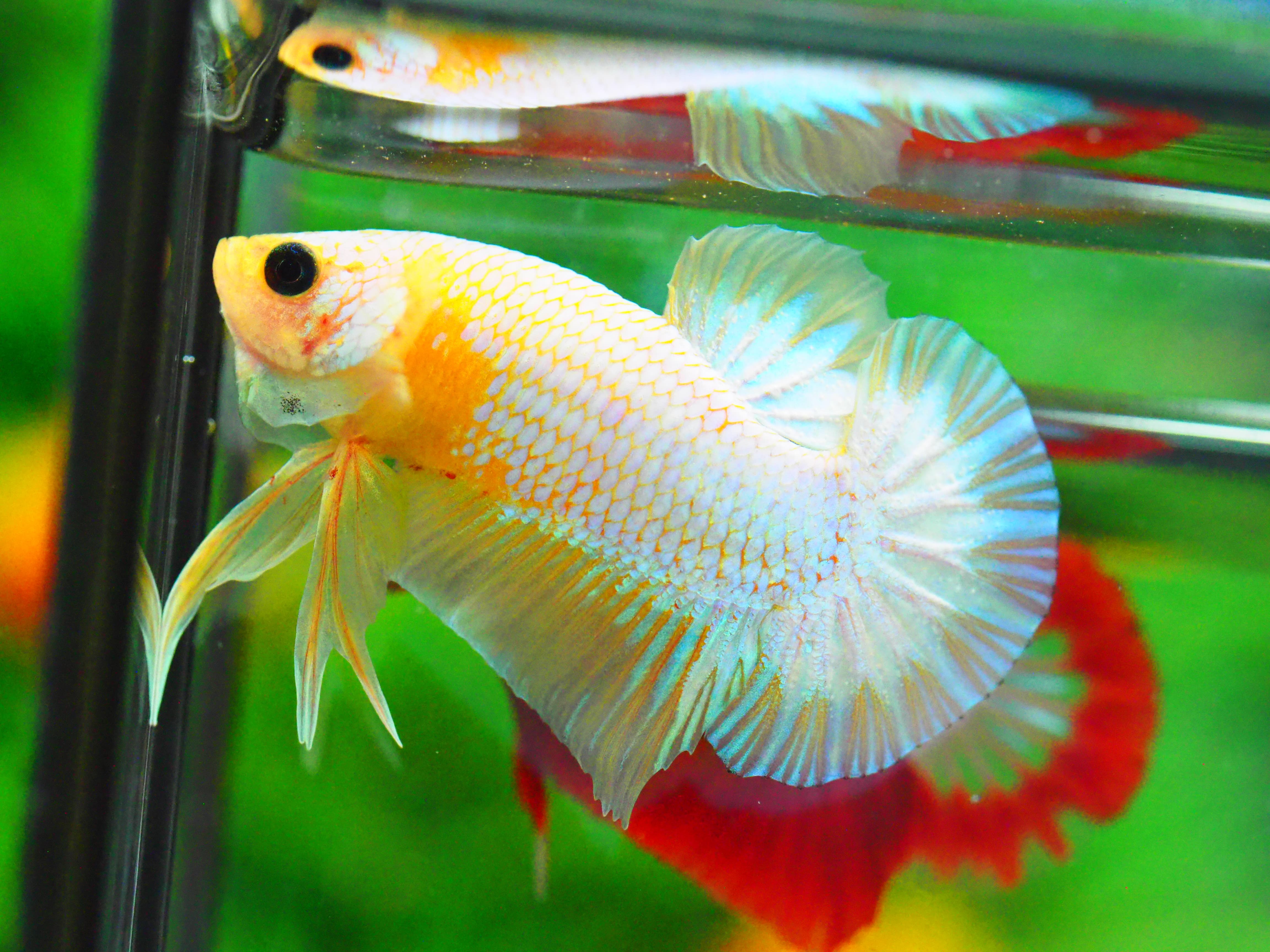 HMPK FANCY MALE GRADE A +++