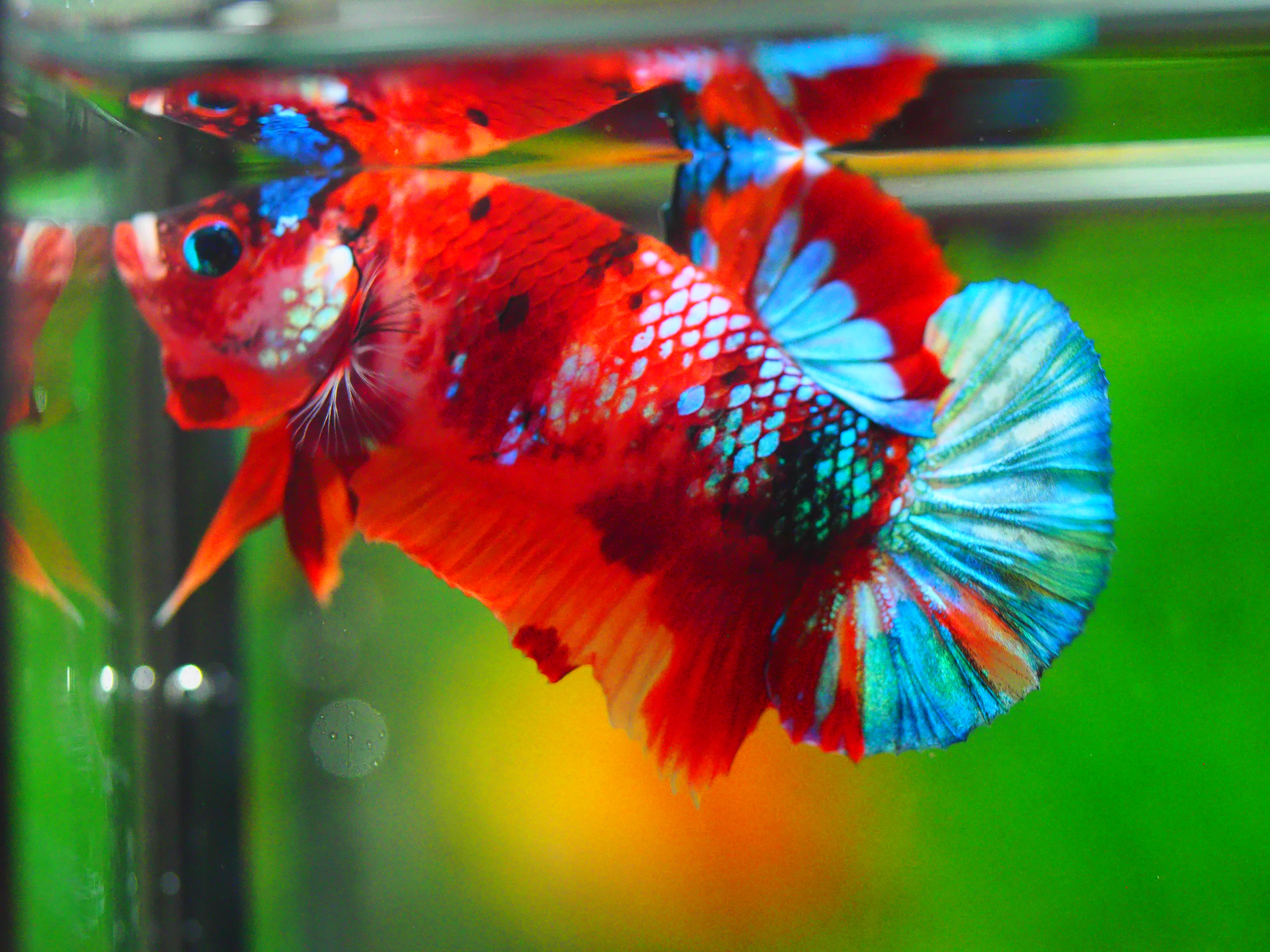 HMPK KOI NEMO GALAXY MALE GRADE A +++