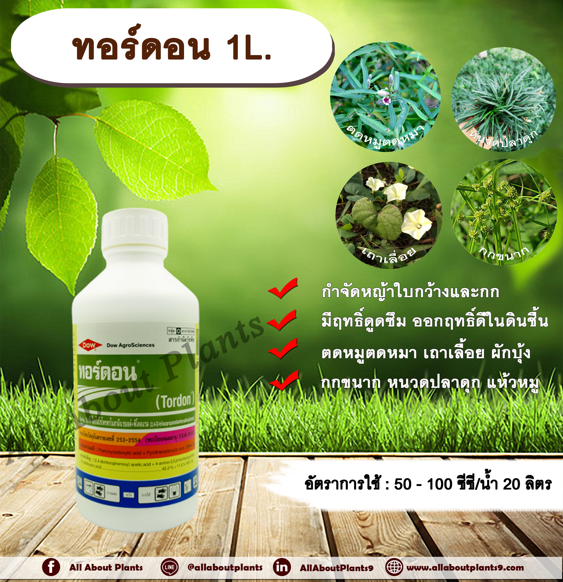 ทอร์ดอน 1L. 24ดีไตรไอโซโพรพาโนลามีน ซอลต์+ พิคลอแรม สารกำจัดวัชพืช กำจัดหญ้า ใบกว้าง กก ตดหมูตดหมา เถาเลื้อย ผักบุ้ง กกขนาก หนวดปลาดุก แห้วหมู แบบดูดซึม ในไร่อ้อย allaboutplants ชิ้น