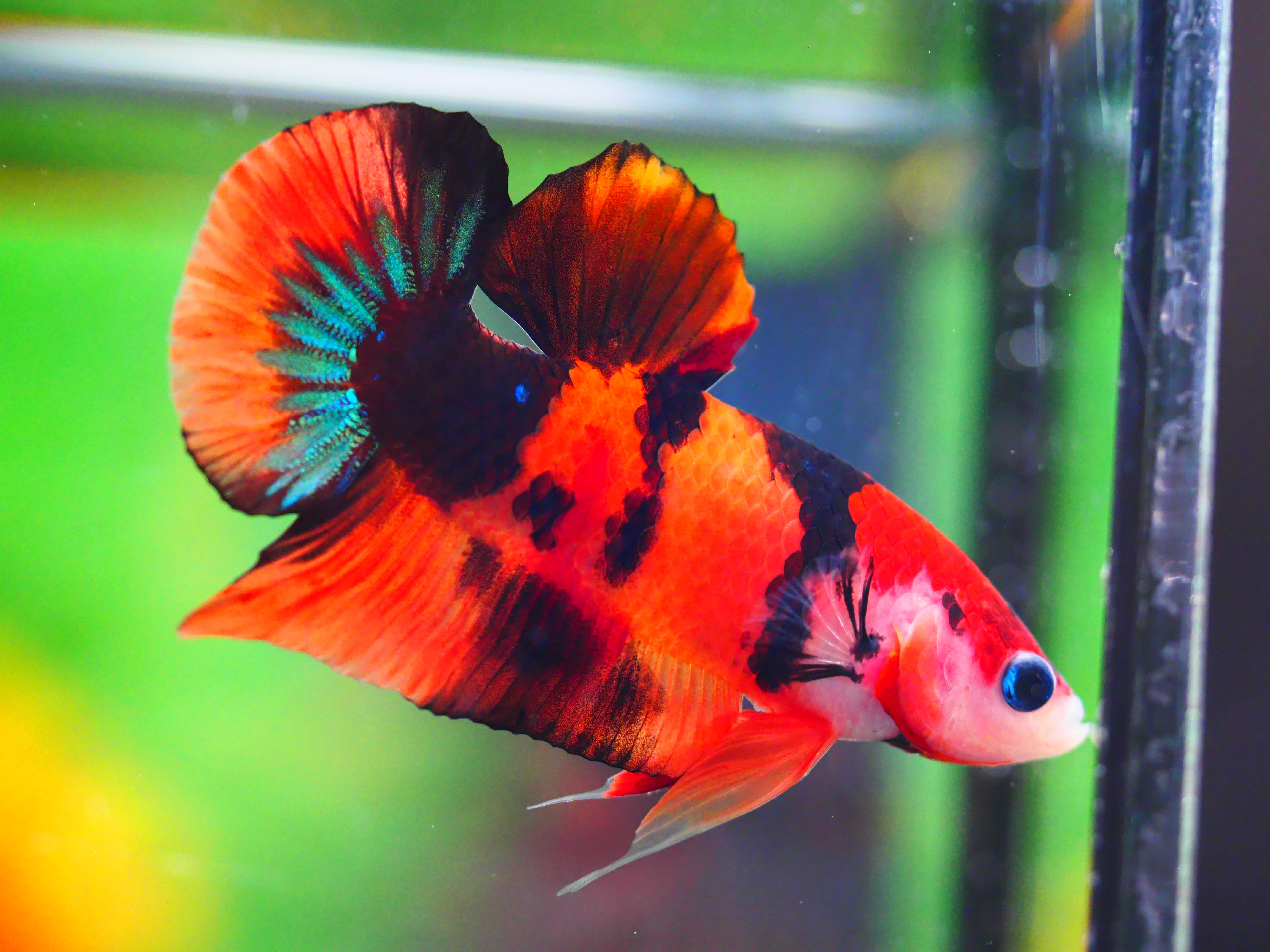 HMPK NEMO GALAXY MALE GRADE A +++