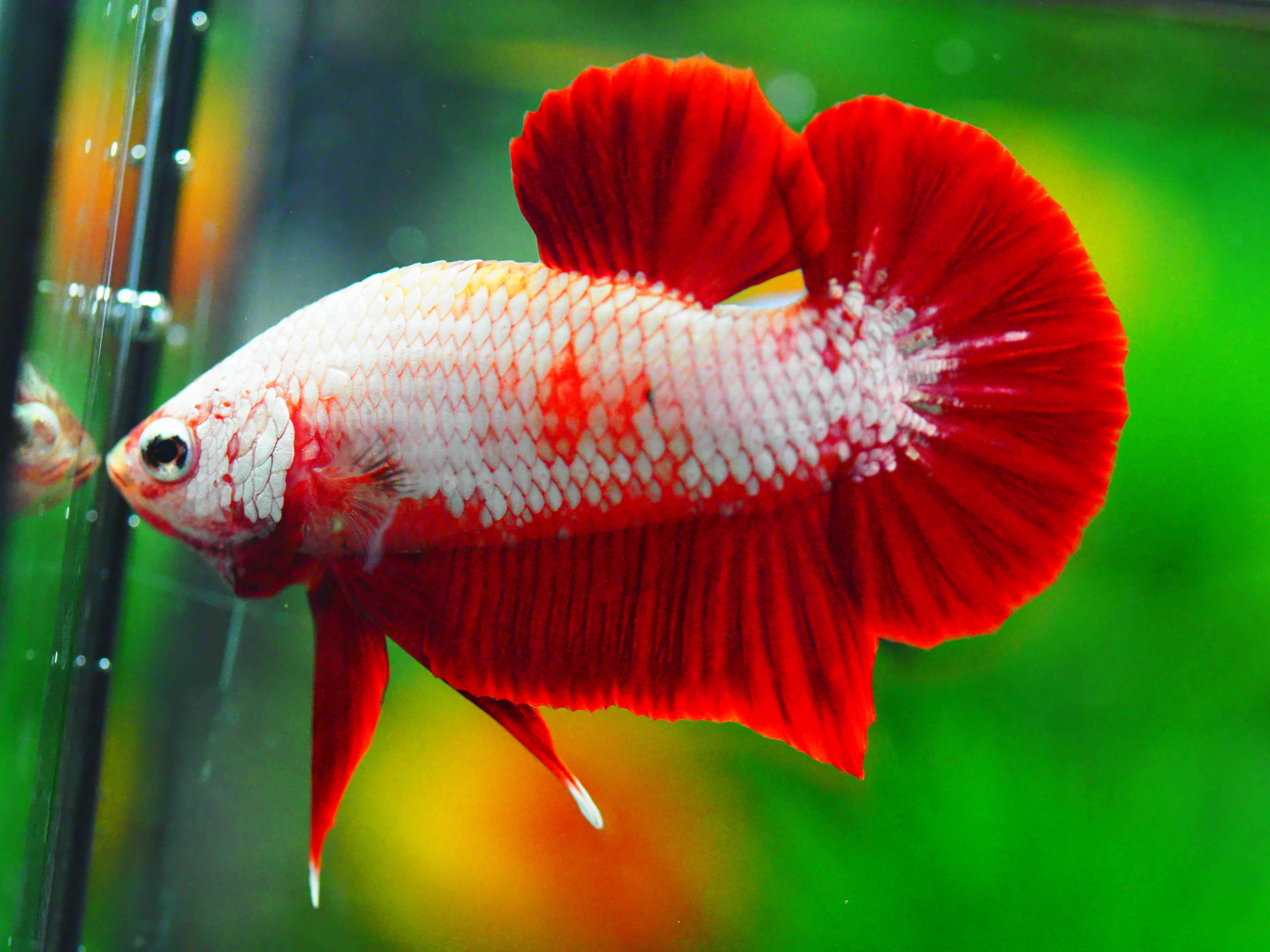 HMPK RGD DRAGON MALE GRADE A +++