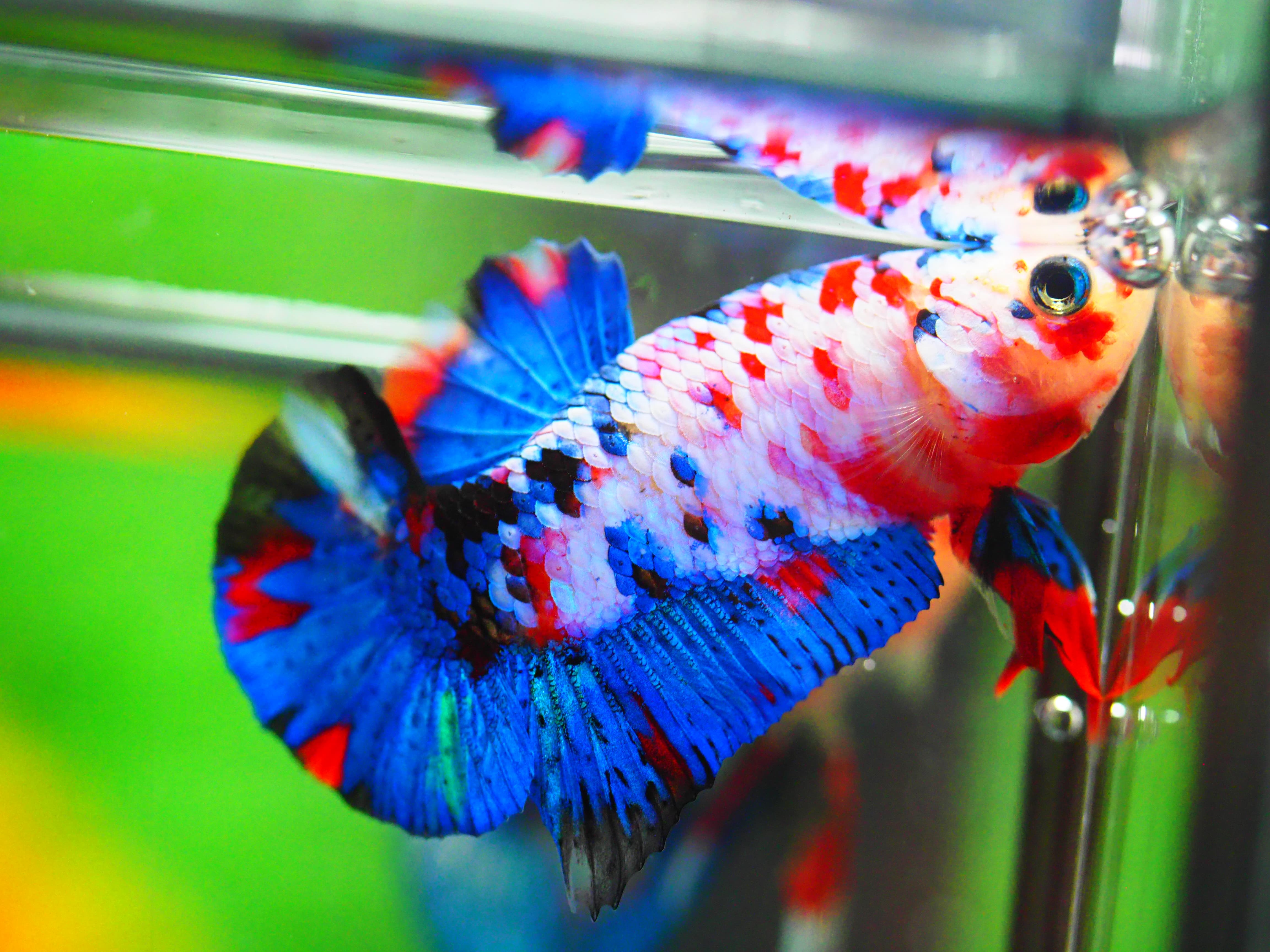 HMPK KOI GALAXY MALE GRADE A +++