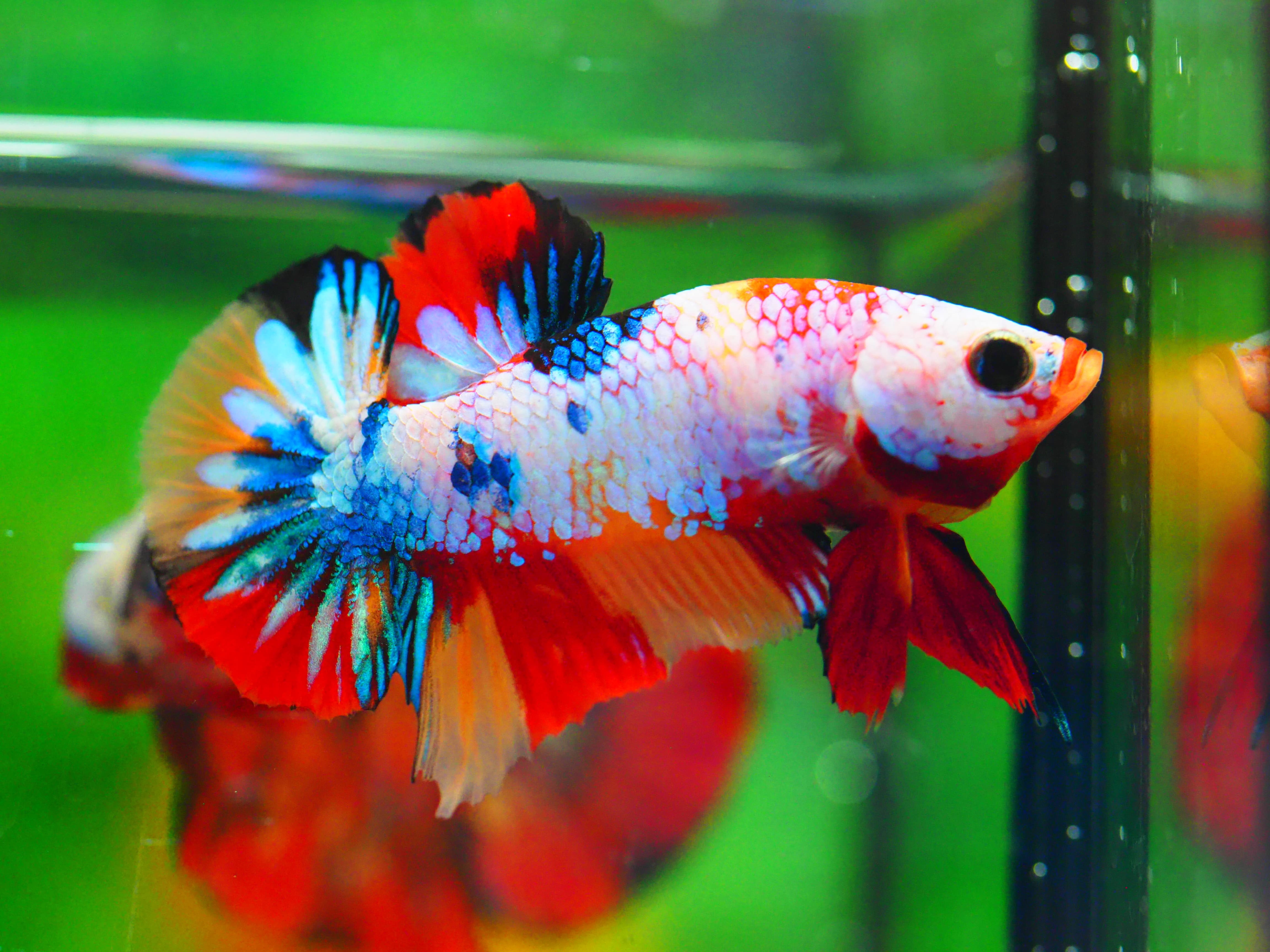 HMPK NEMO GALAXY MALE GRADE A +++