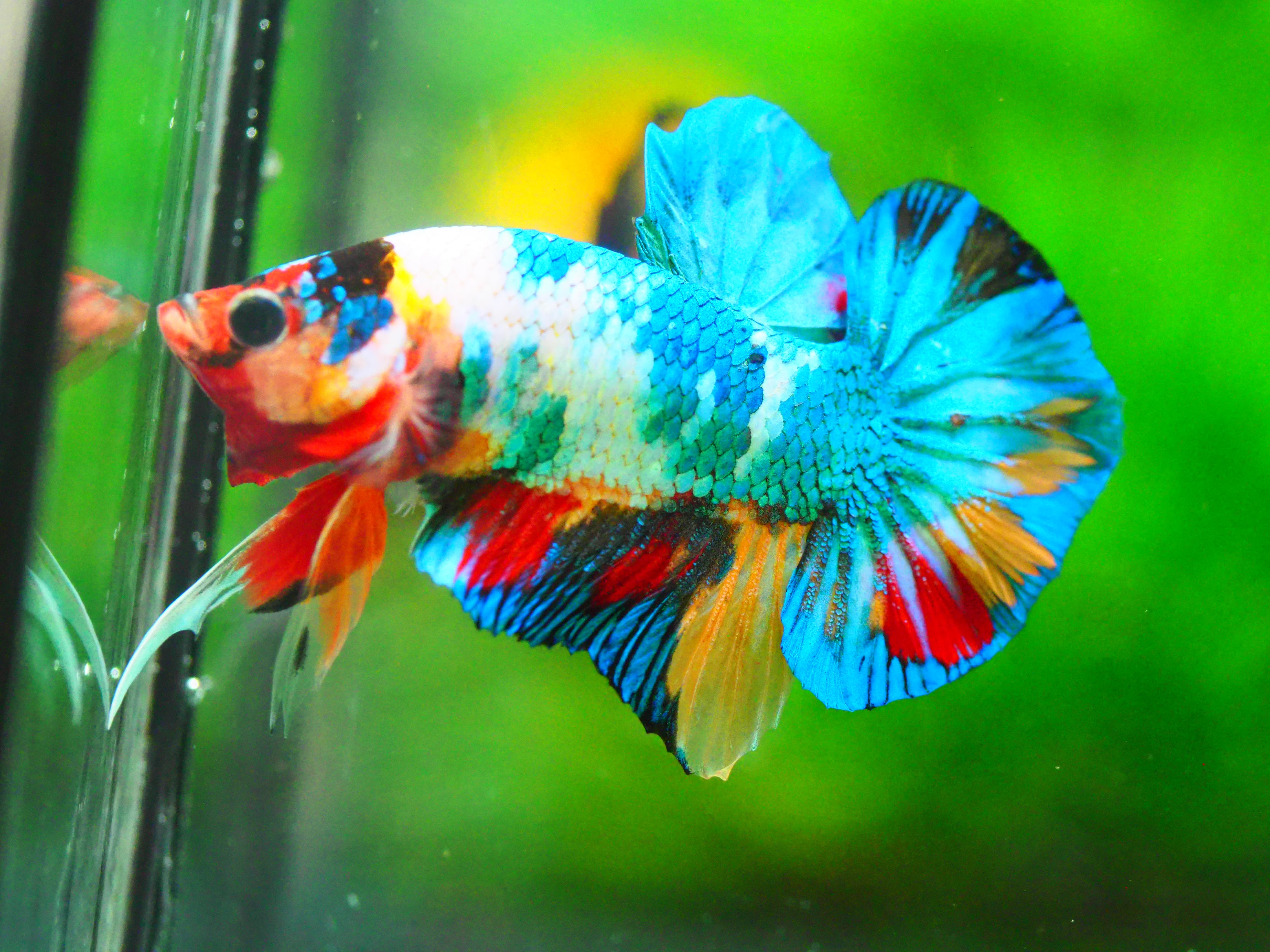 HMPK KOI FANCY MALE GRADE A +++