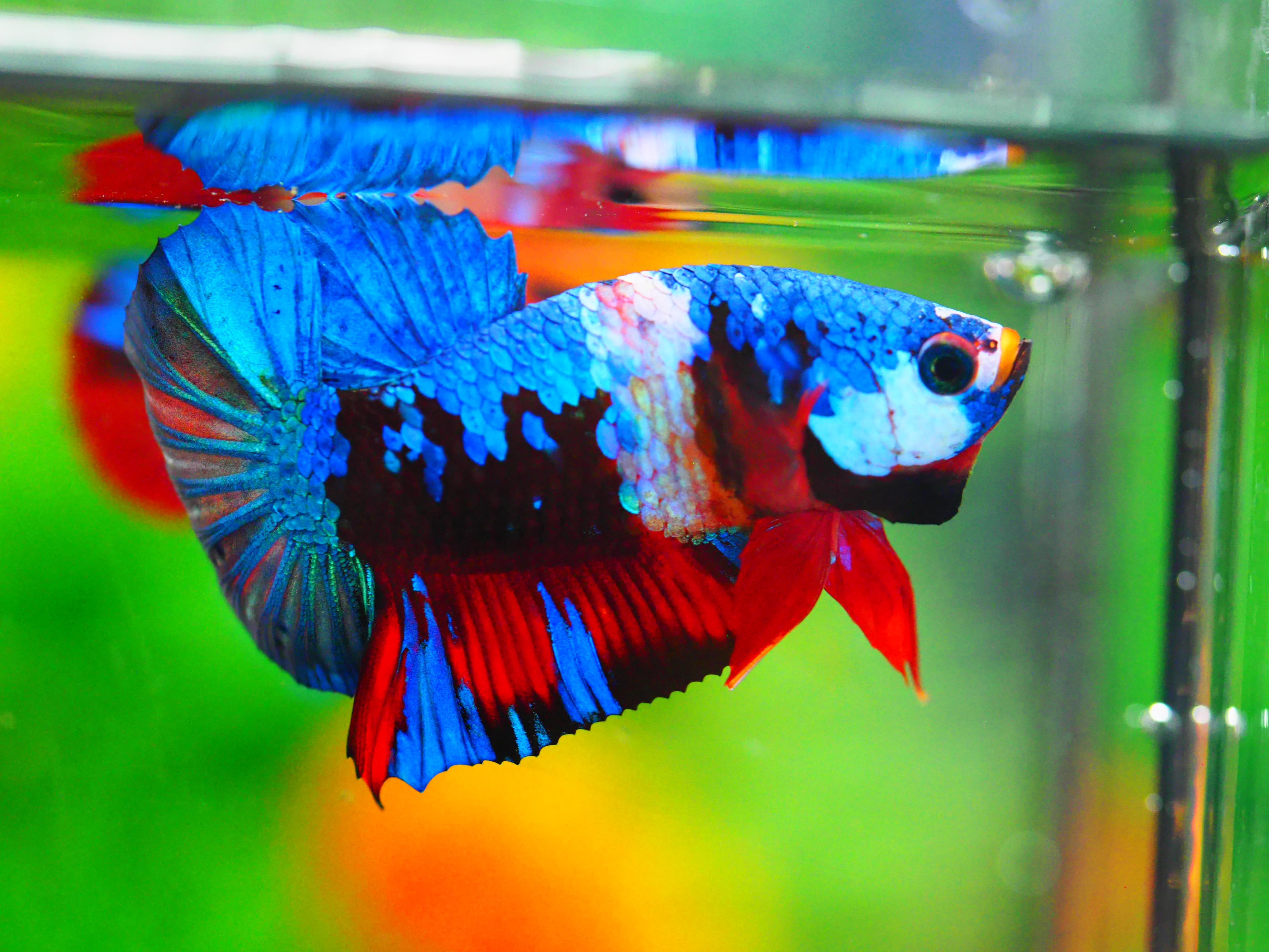 HMPK KOI GALAXY MALE GRADE A +++