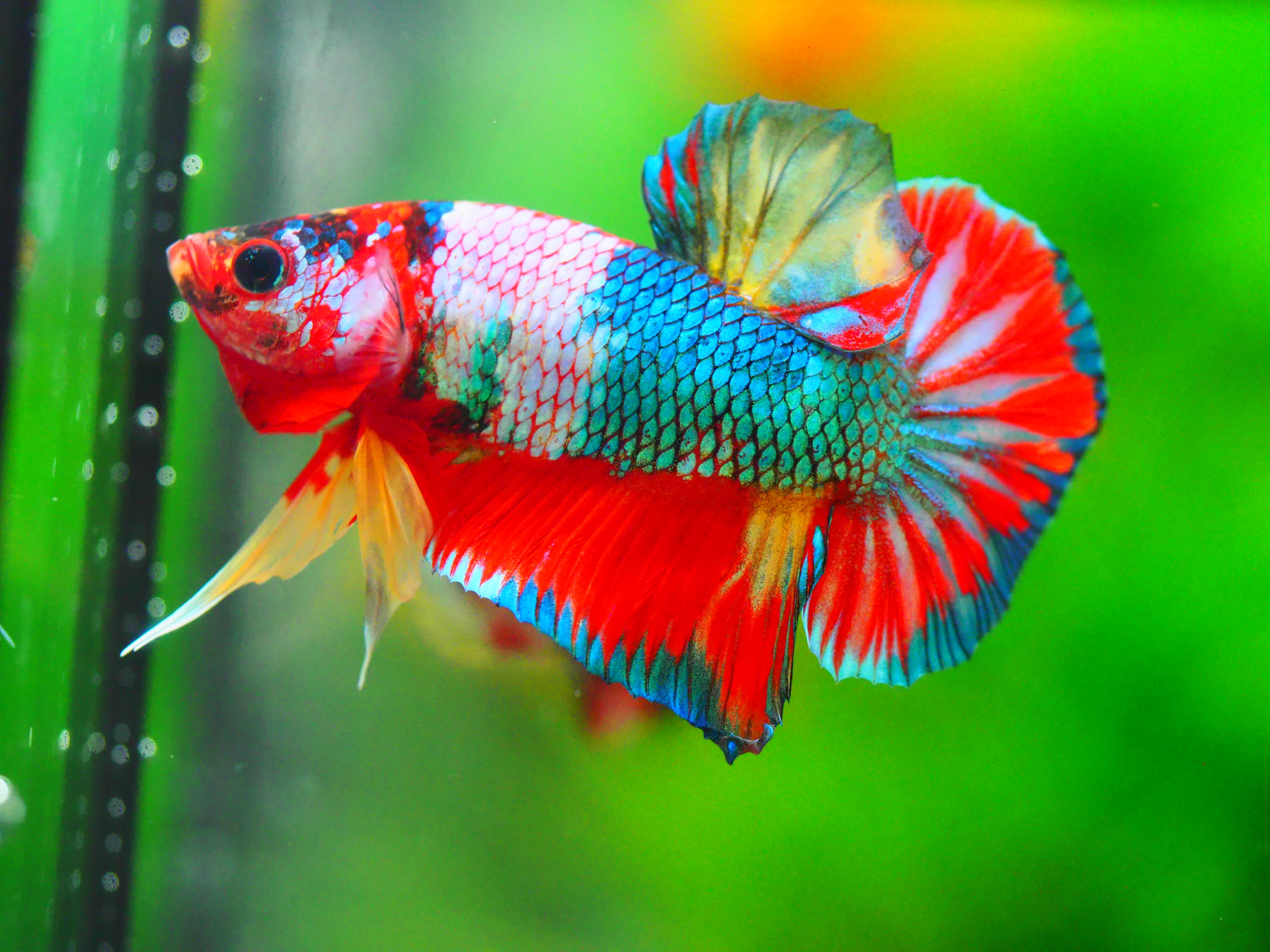 HMPK KOI GALAXY MALE GRADE A +++