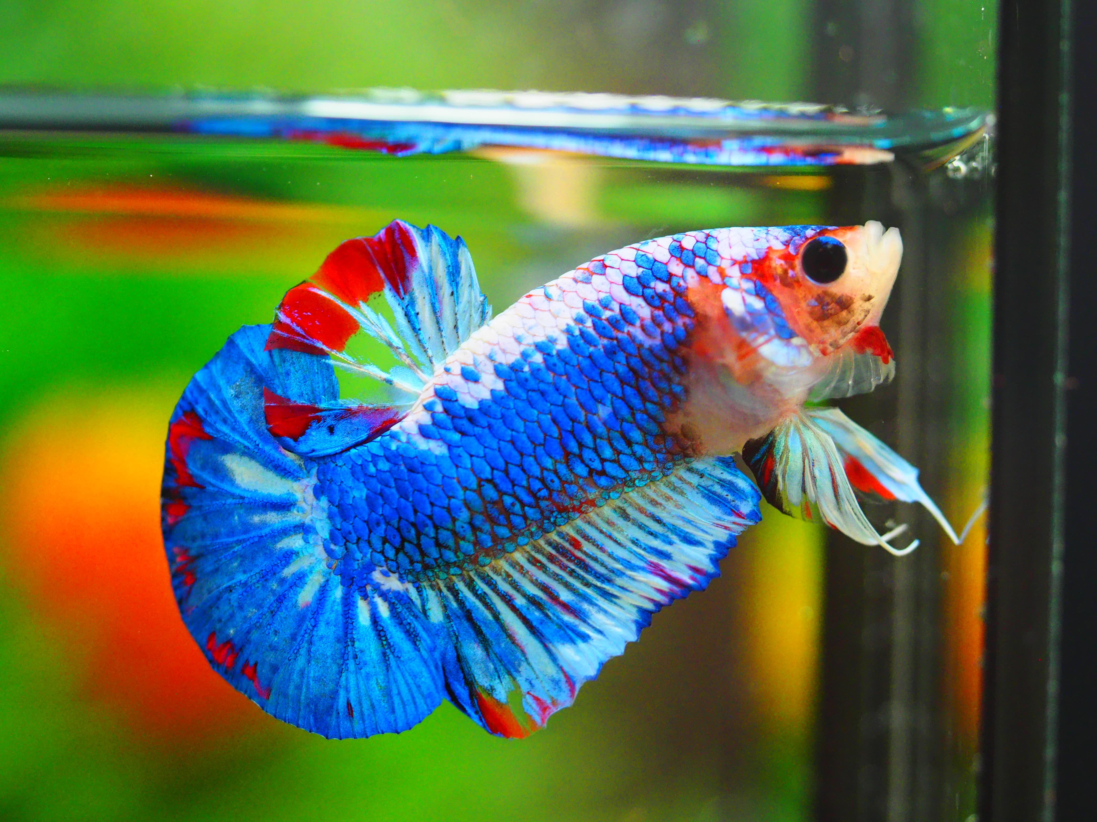 HMPK FANCY MALE GRADE A++