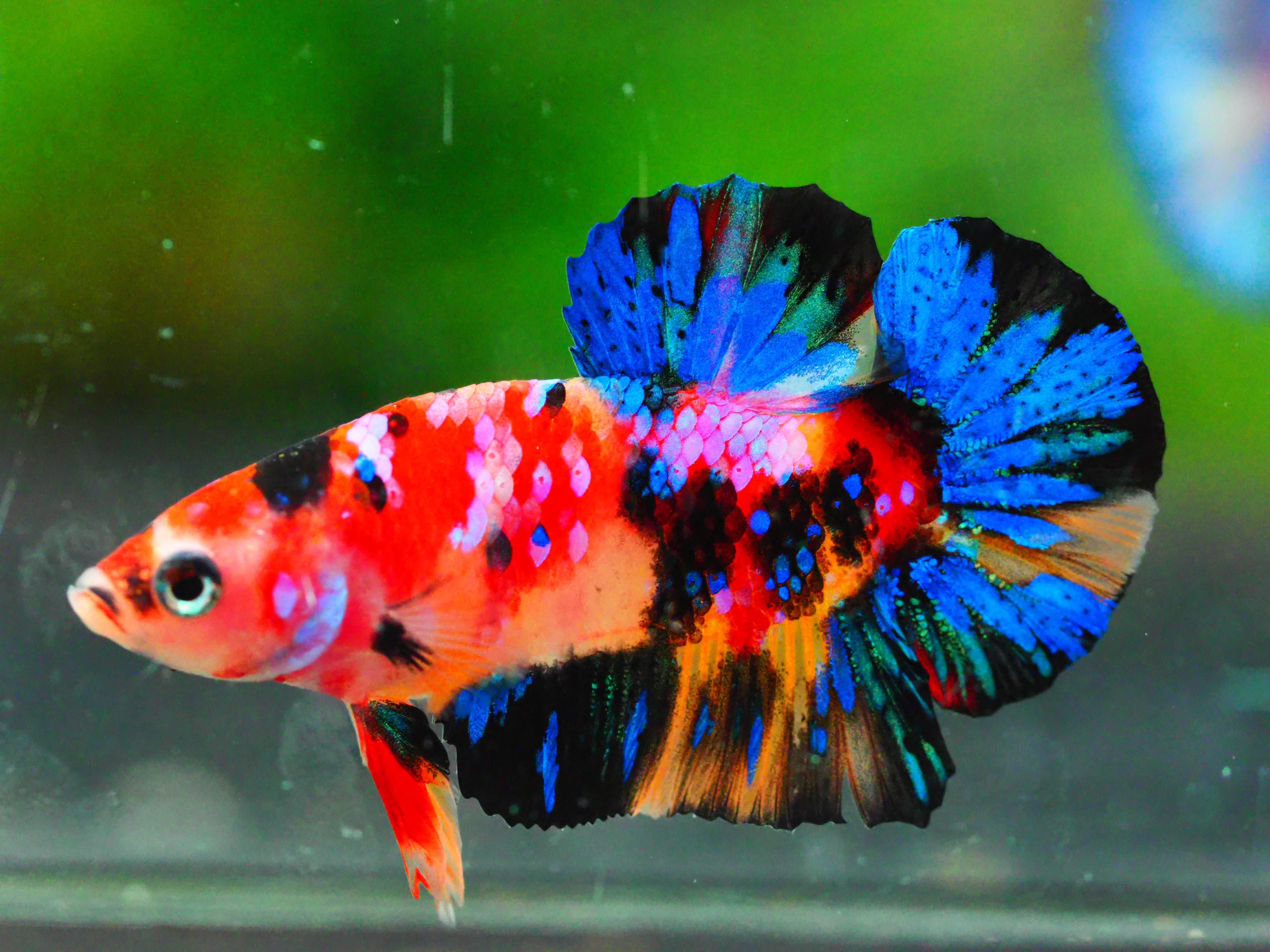 HMPK NEMO GALAXY MALE GRADE A +++