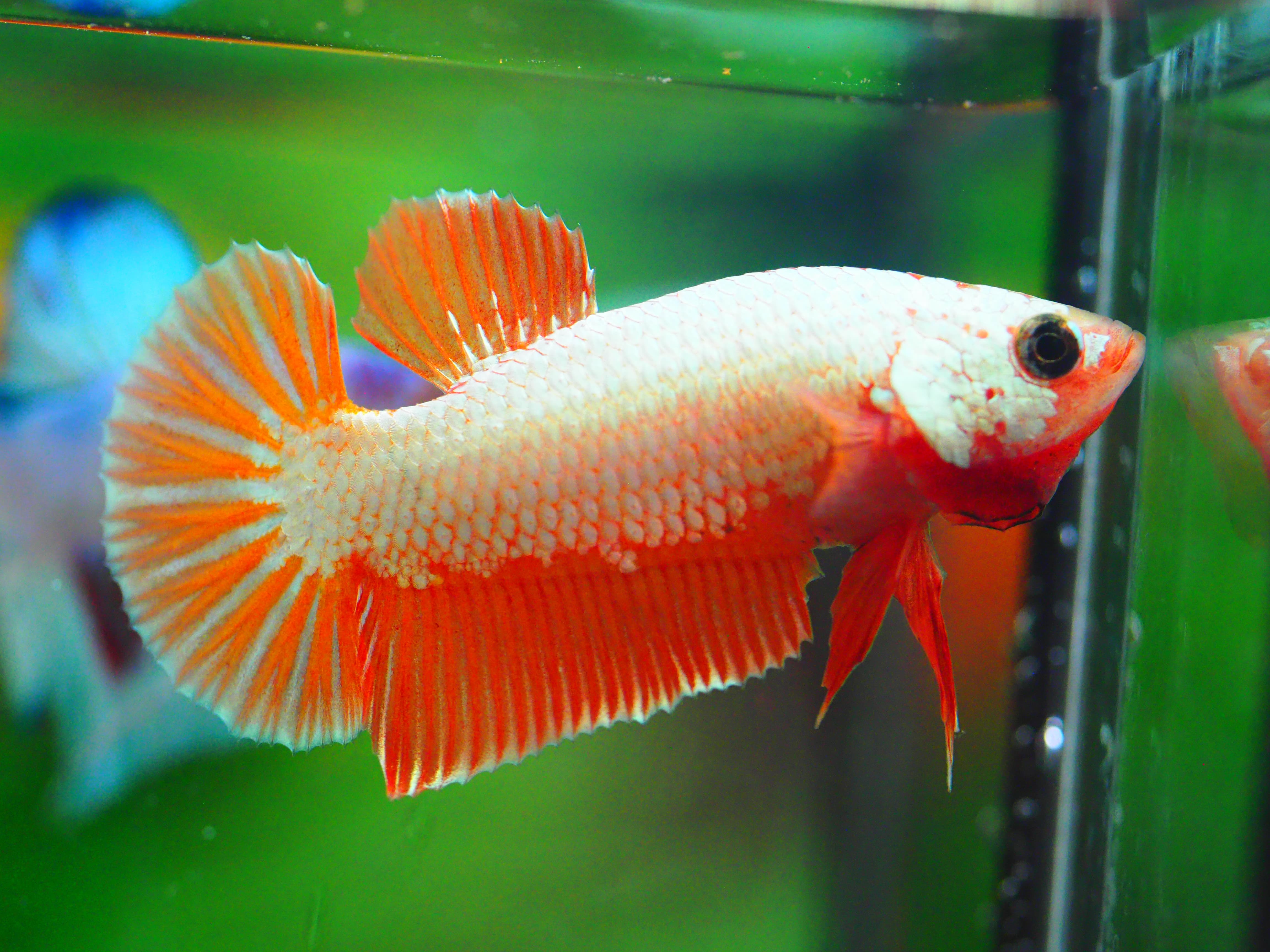 HMPK COPPER FANCY MALE GRADE A +++