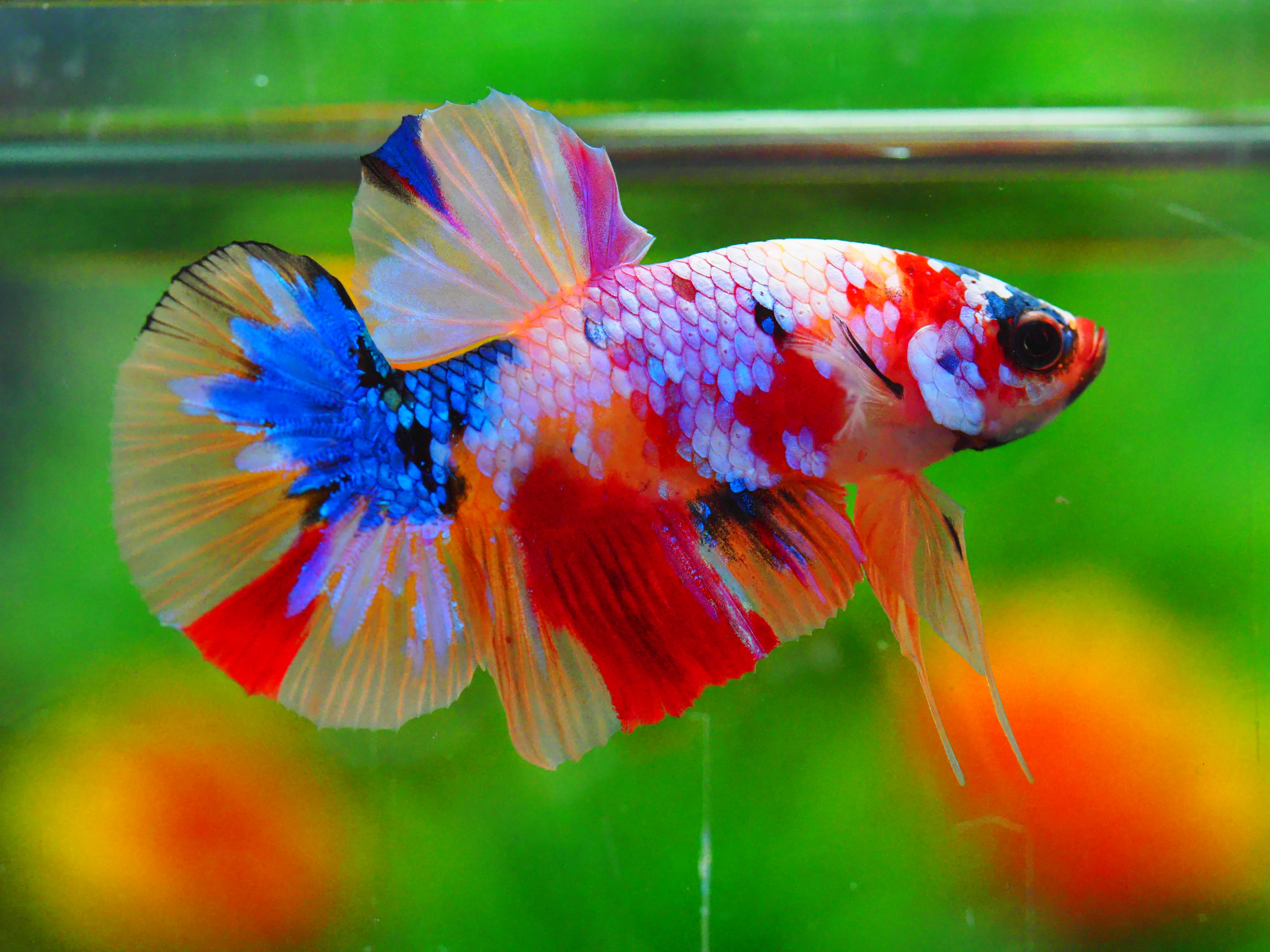 HMPK NEMO GALAXY MALE GRADE A +++